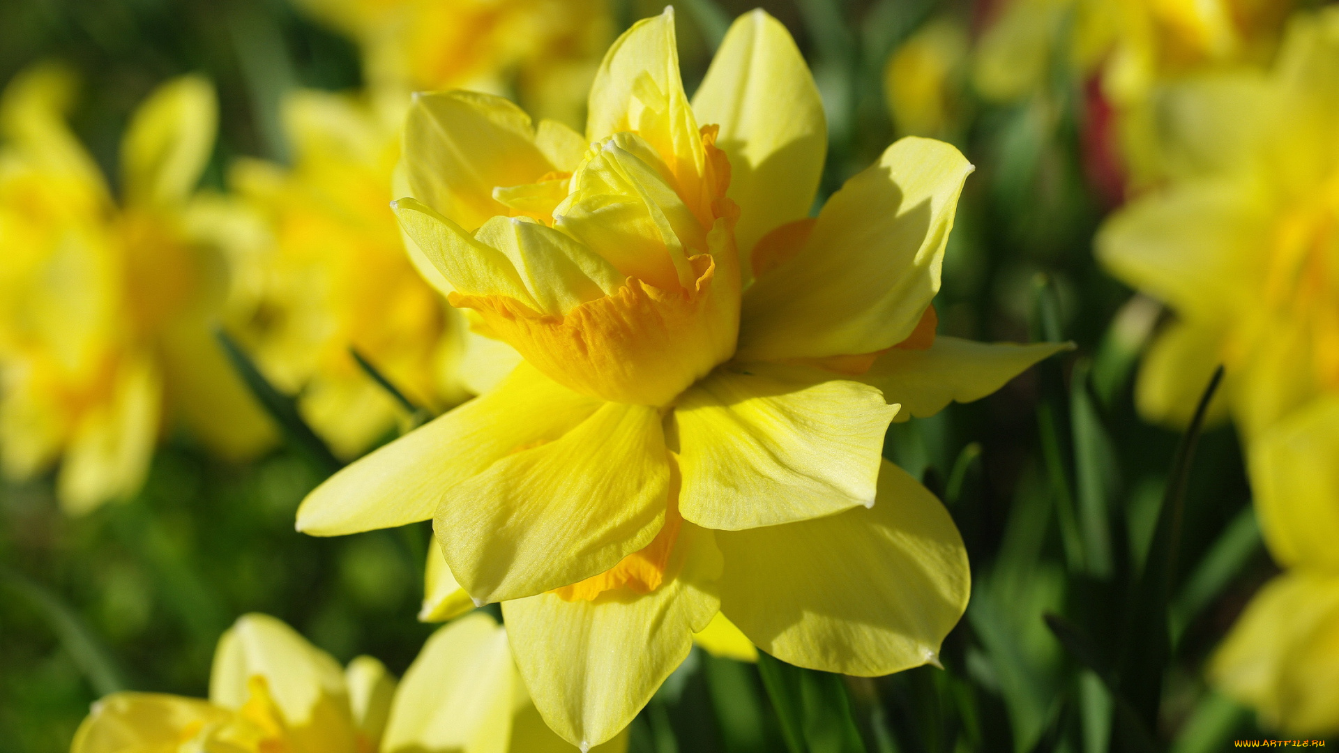 цветы, нарциссы, нарцисс, лепестки, макро, желтый