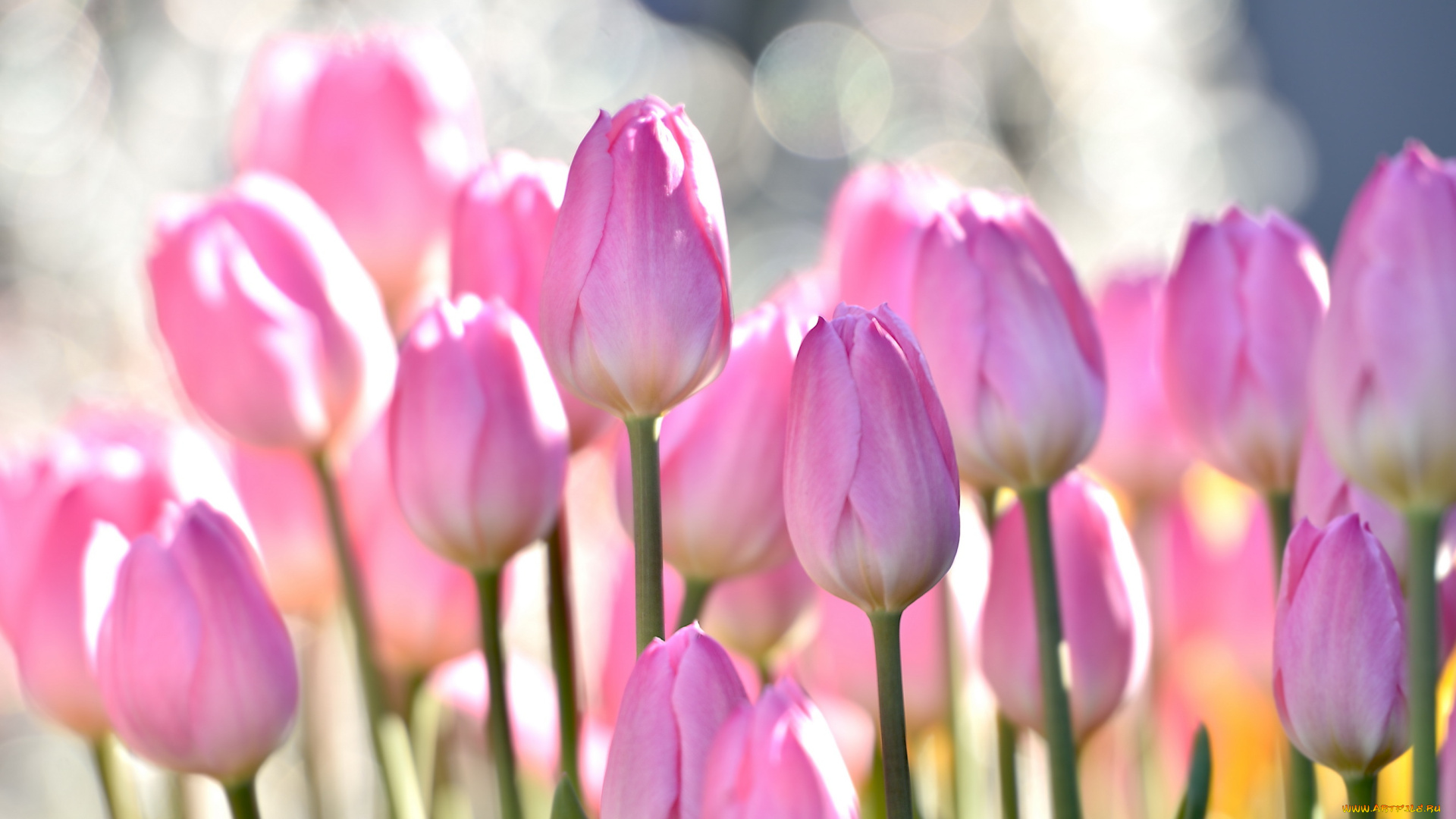 цветы, тюльпаны, природа