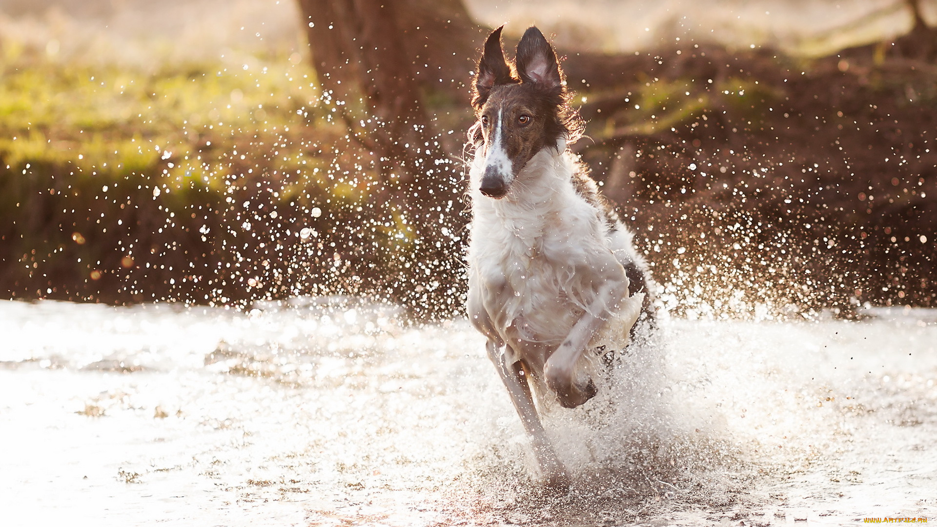 животные, собаки, брызги, вода, собака