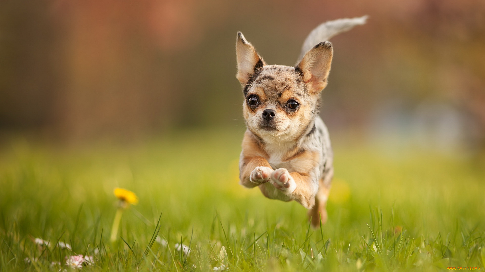 животные, собаки, лето, бег, собака