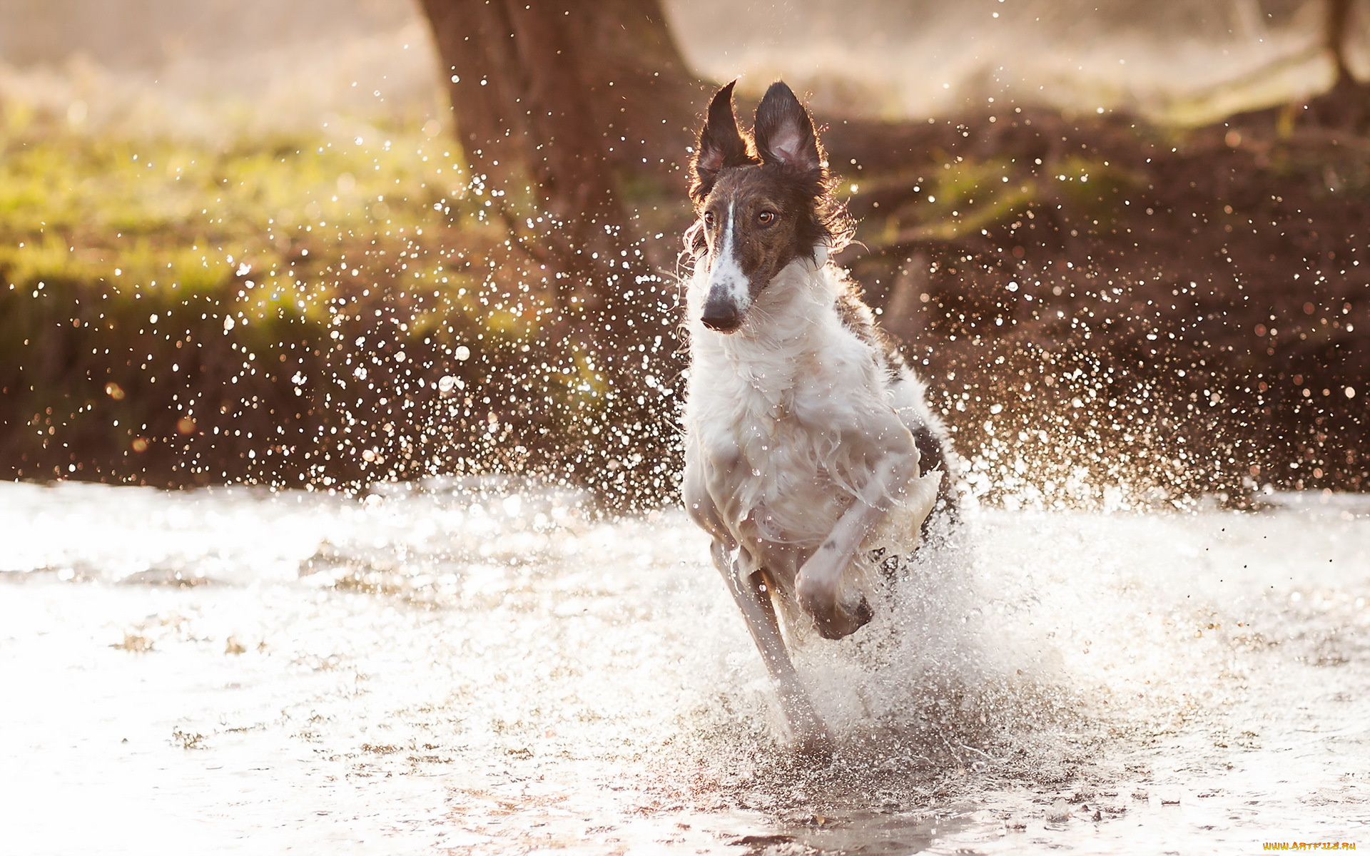 животные, собаки, брызги, вода, собака
