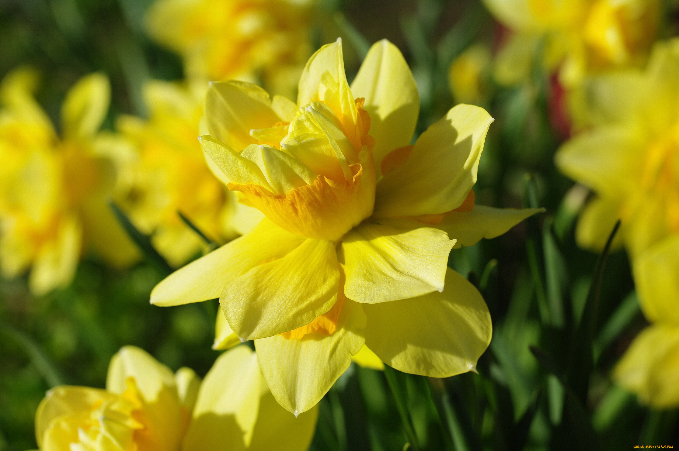 цветы, нарциссы, нарцисс, лепестки, макро, желтый