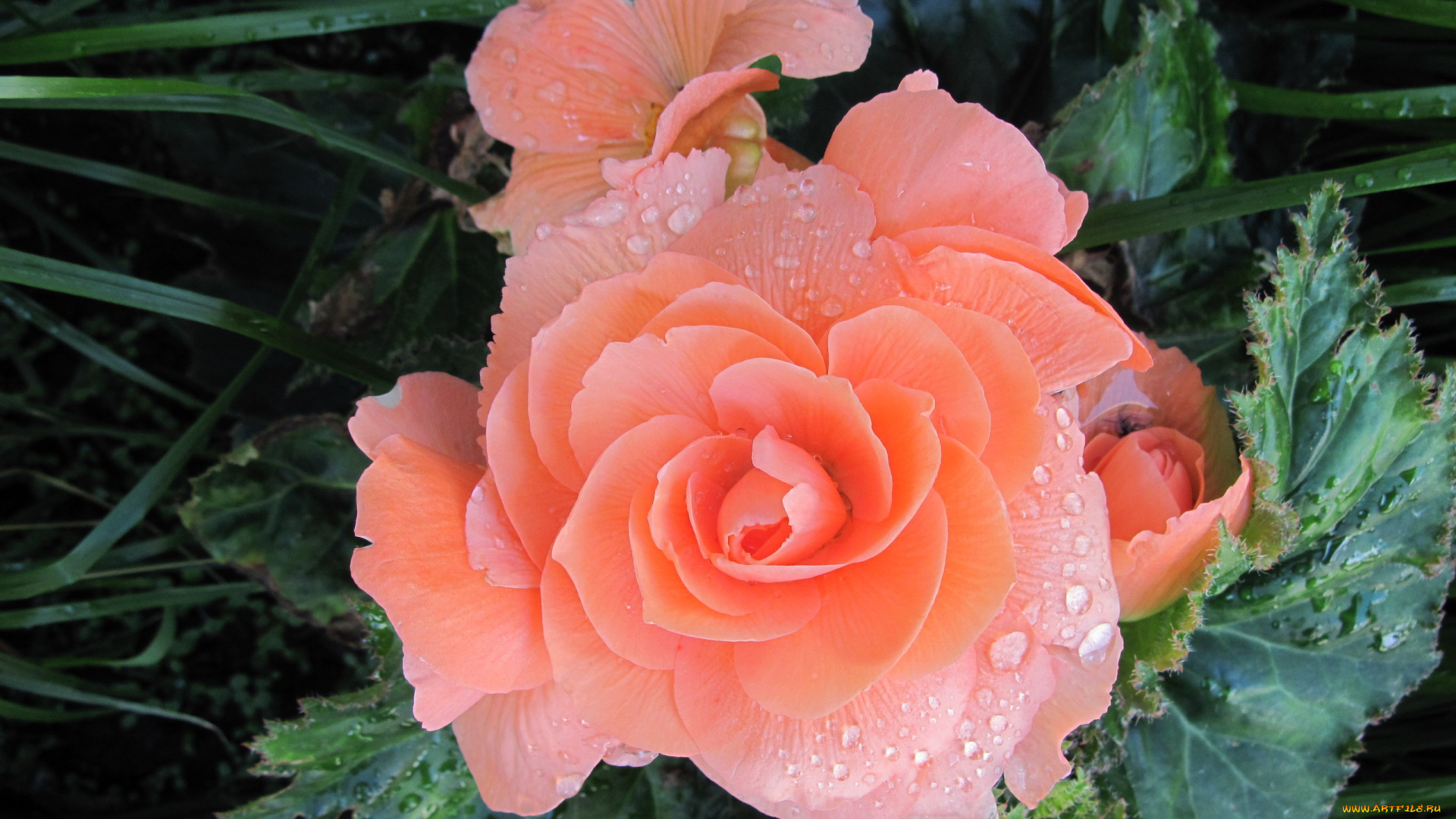 цветы, бегония, макро, капли