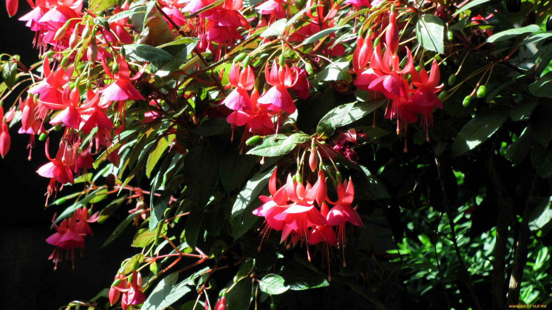 цветы, фуксия, куст