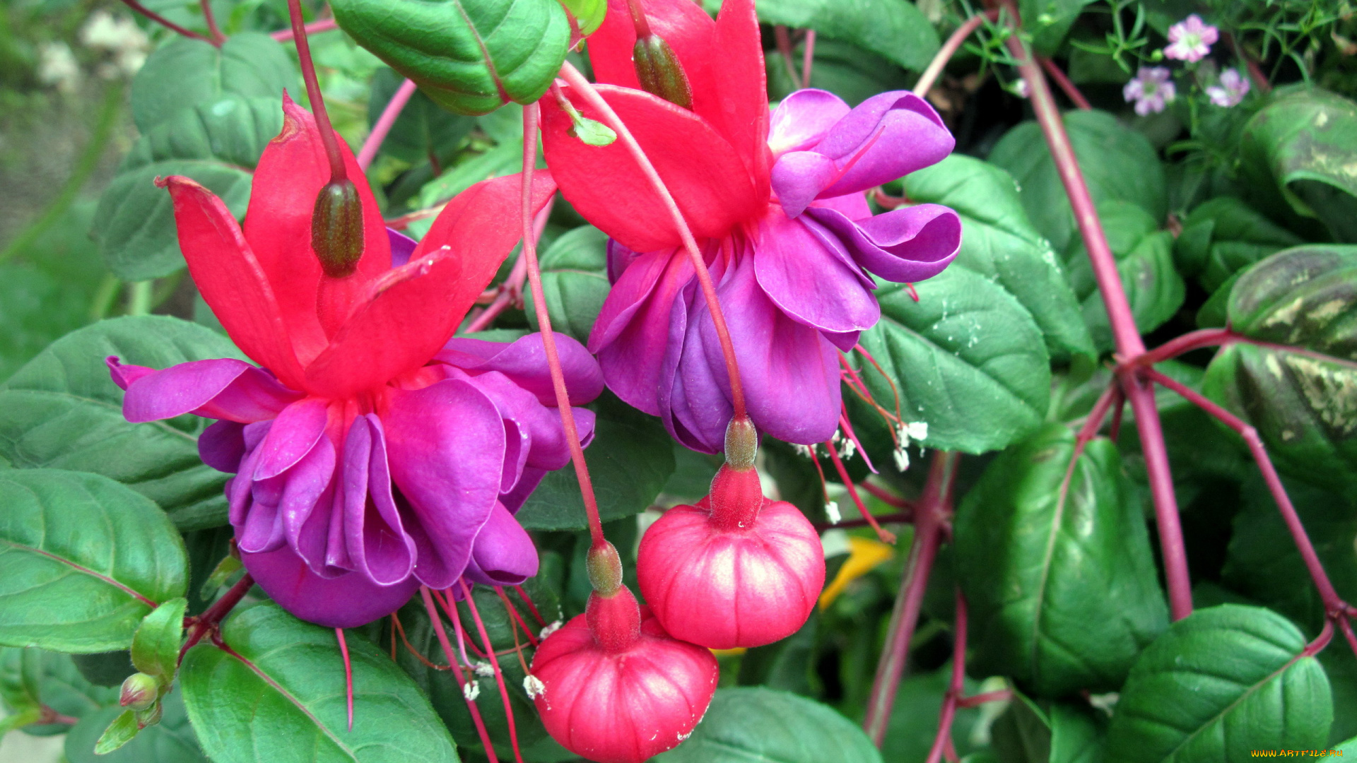 цветы, фуксия, розовый