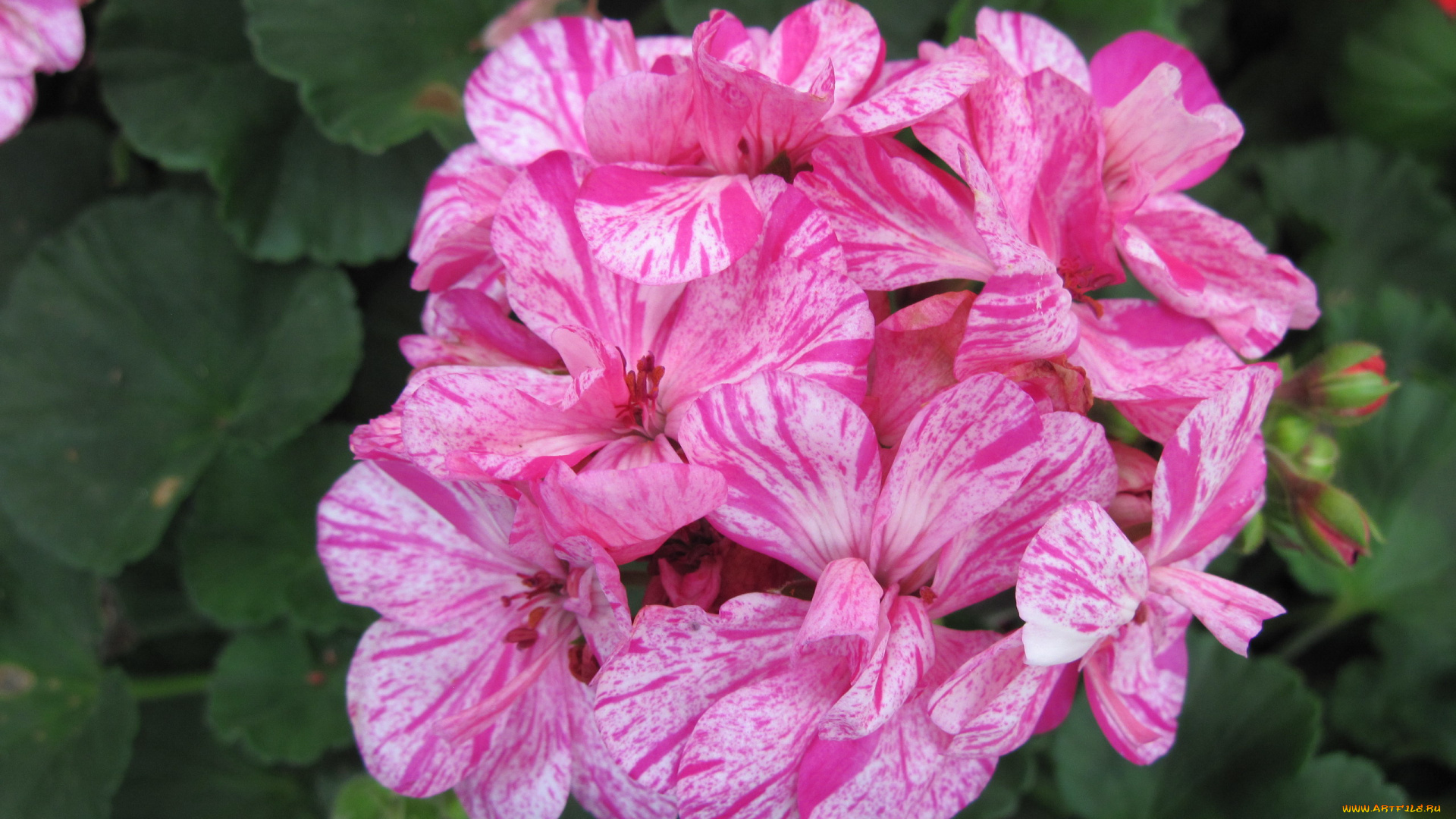 цветы, герань, пестрые