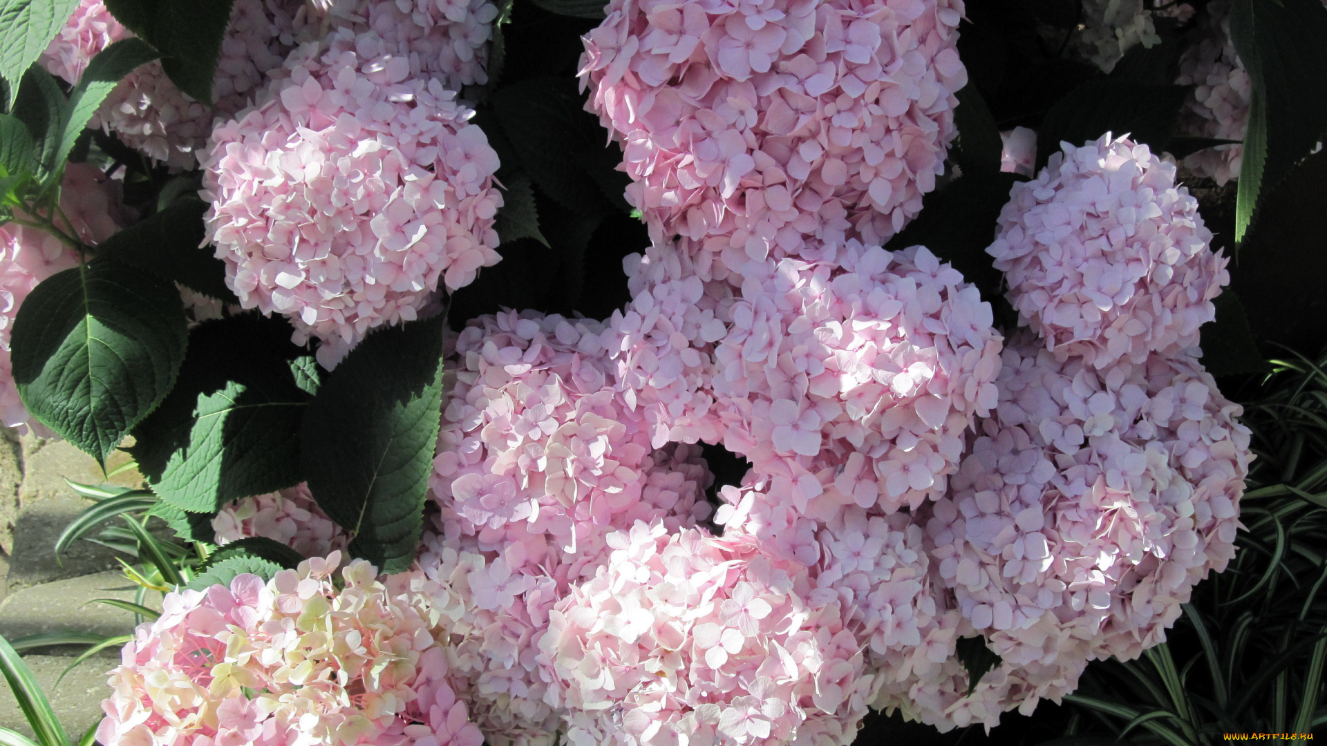 цветы, гортензия, розовый