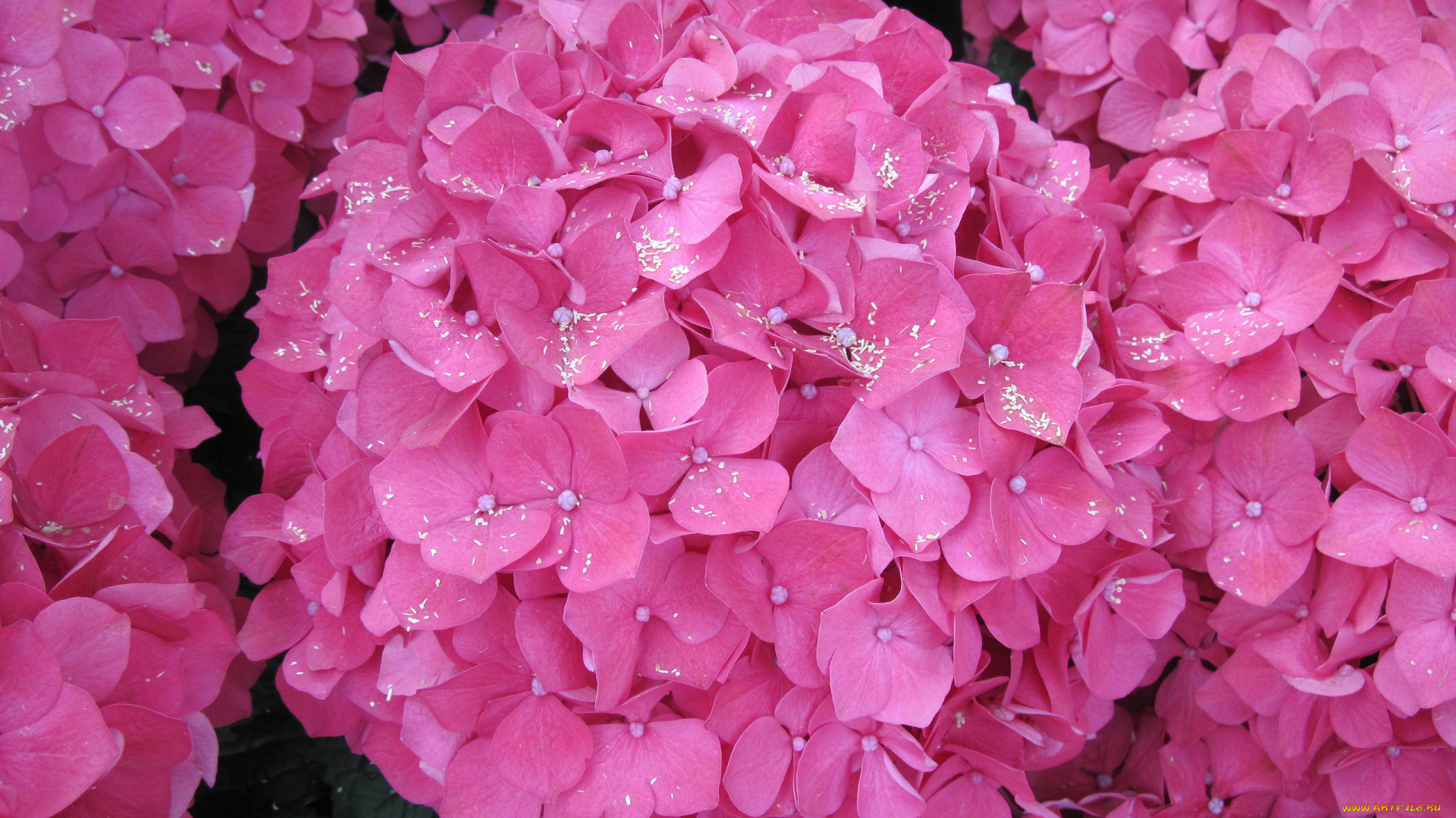 цветы, гортензия, розовый