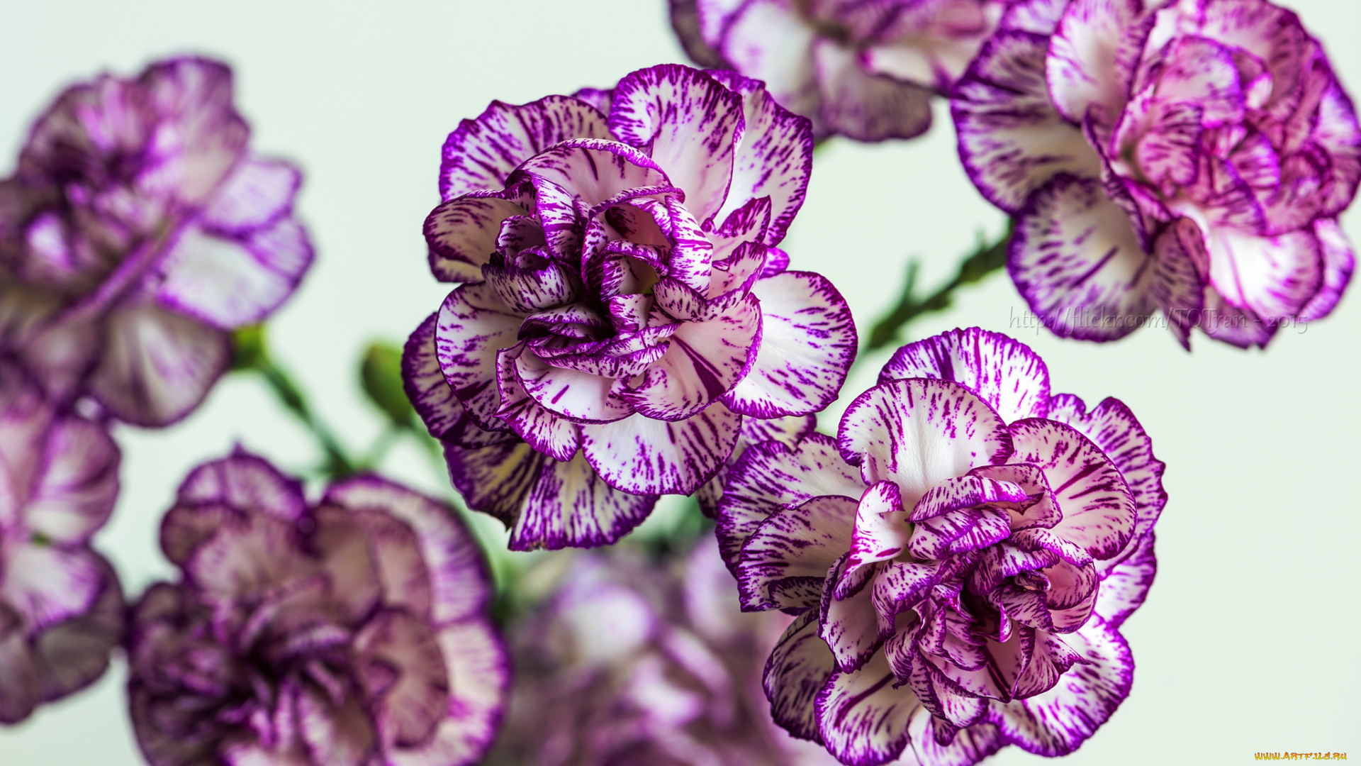 цветы, гвоздики