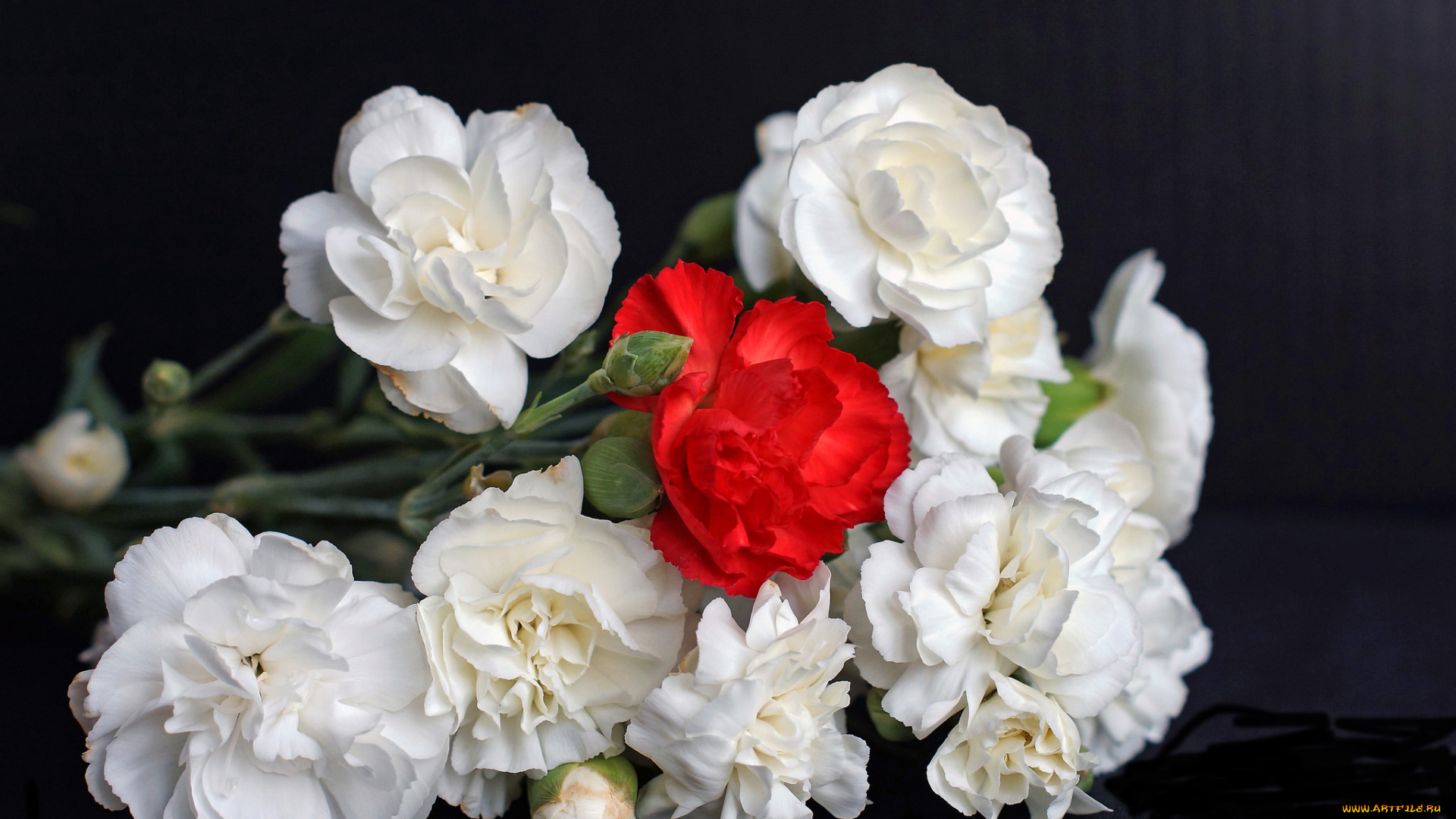 цветы, гвоздики, фон, букет