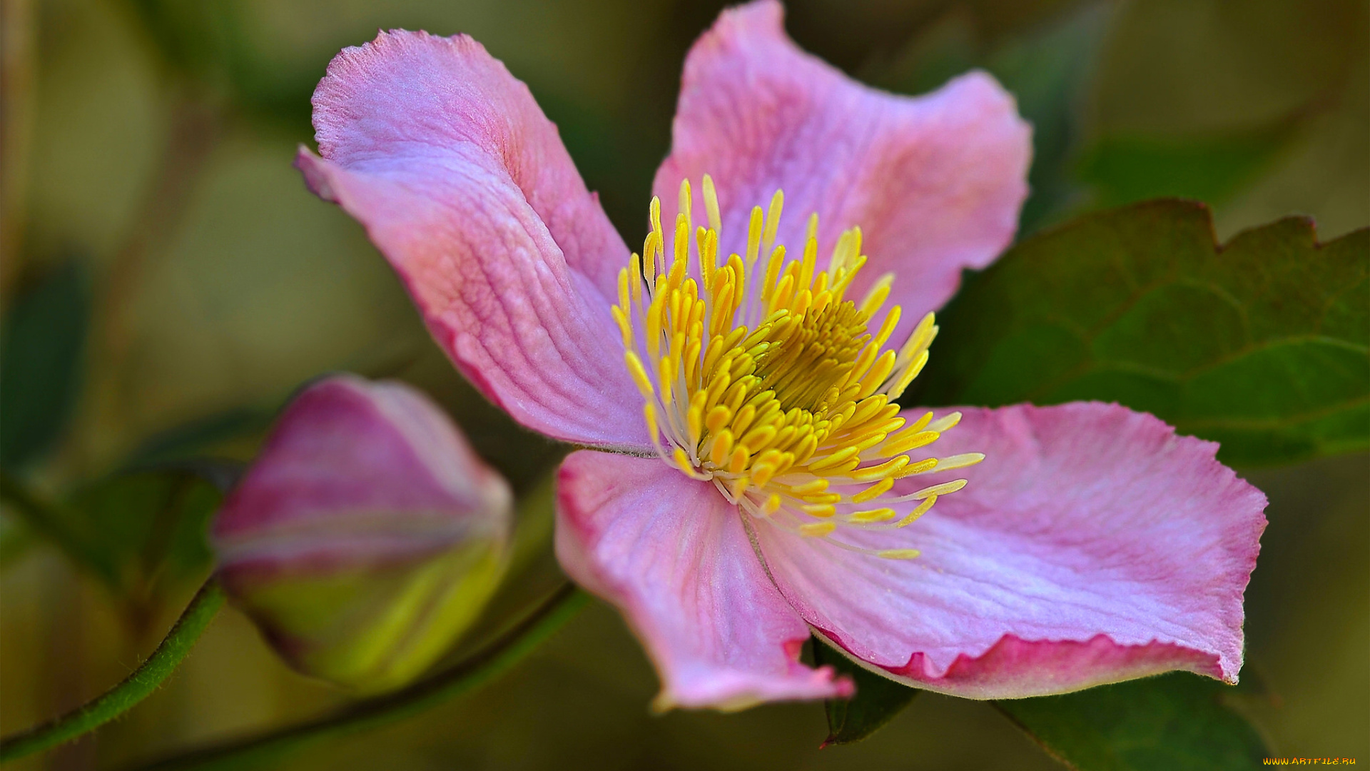 цветы, клематис, , ломонос, клематис, лепестки, бутон, макро