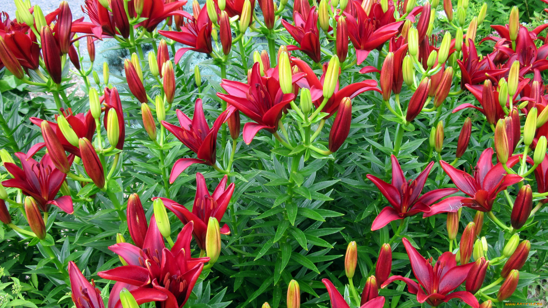 цветы, лилии, , лилейники, бутоны