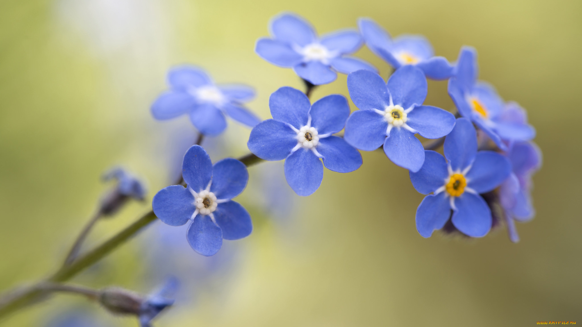 цветы, незабудки, боке, макро