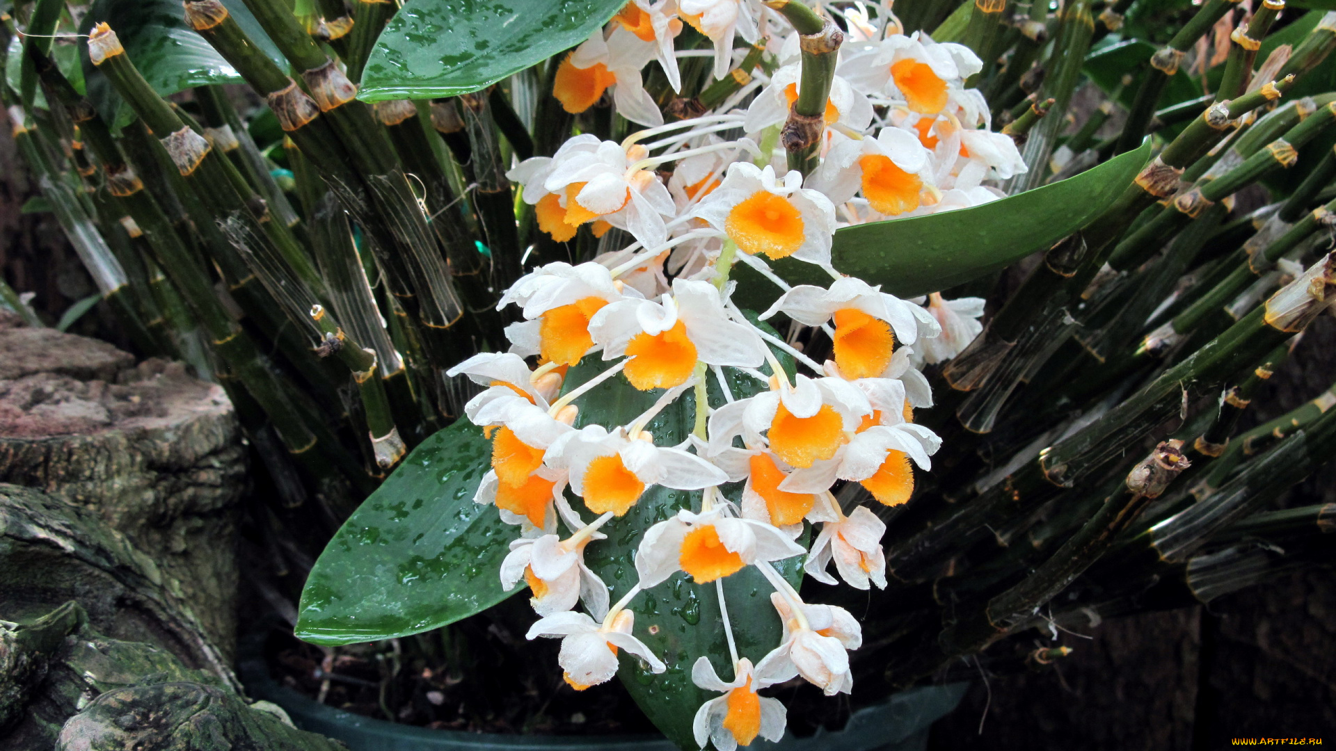 цветы, орхидеи, капли