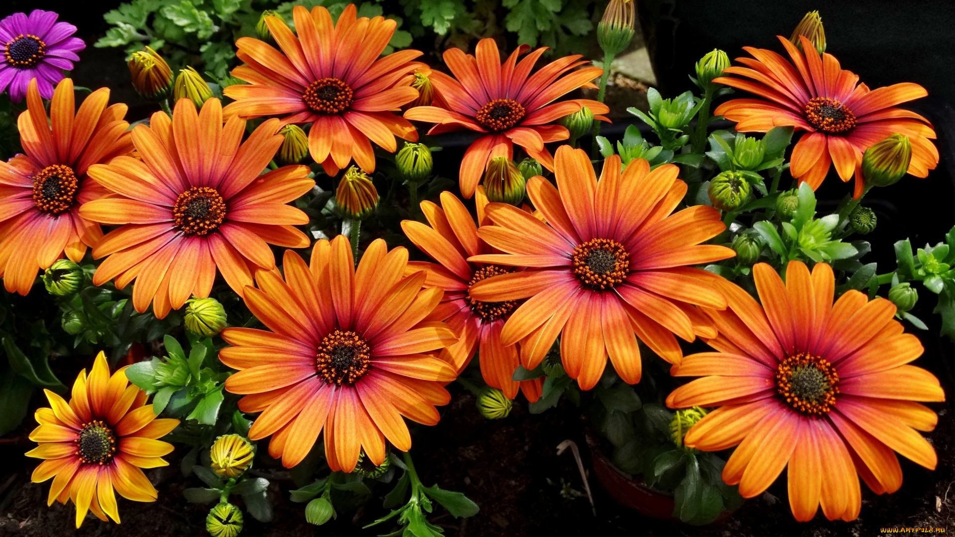 цветы, остеоспермумы, бутончики, лепестки, остеоспермум