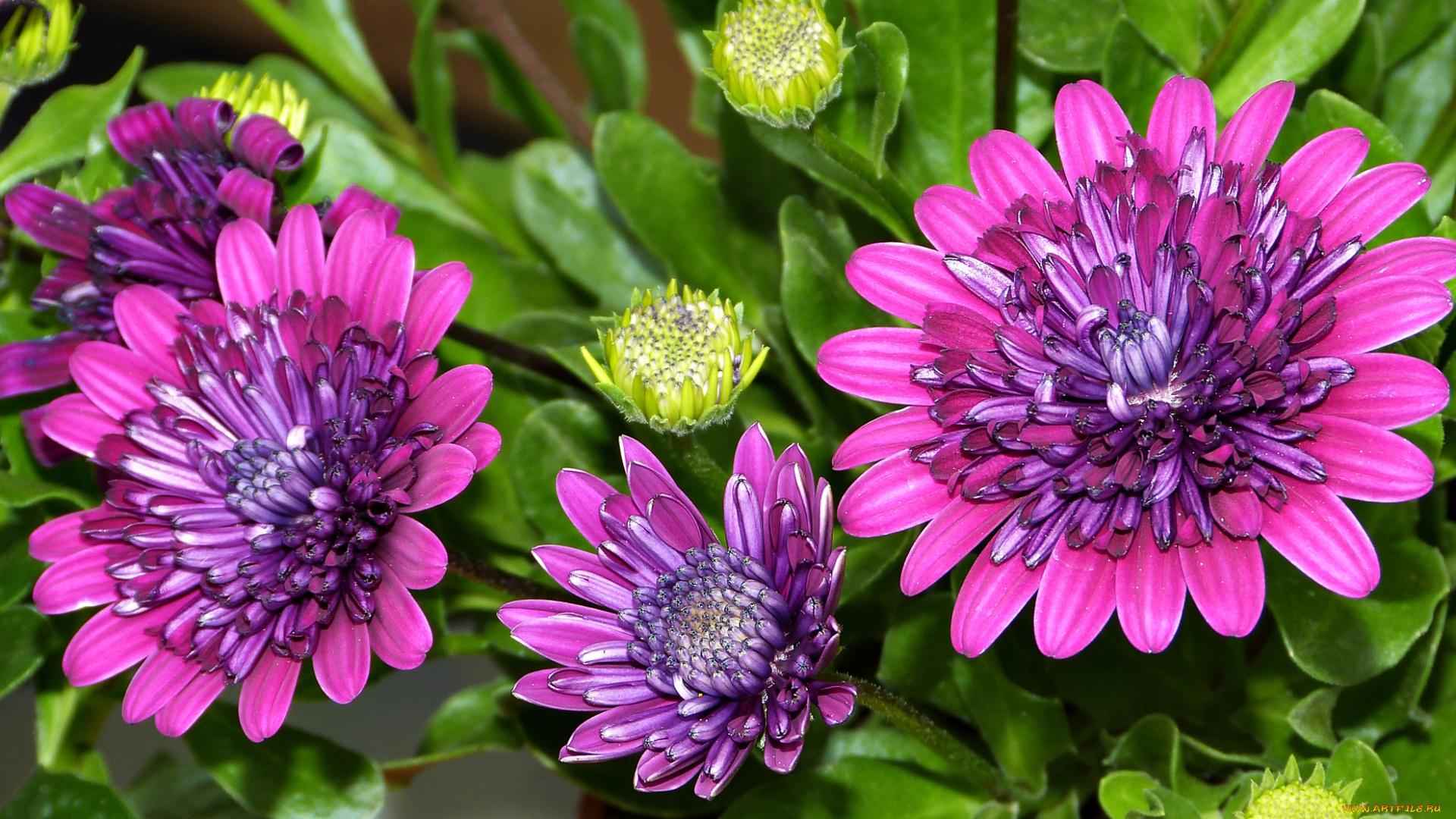 цветы, остеоспермумы, остеоспермум, бутоны, макро