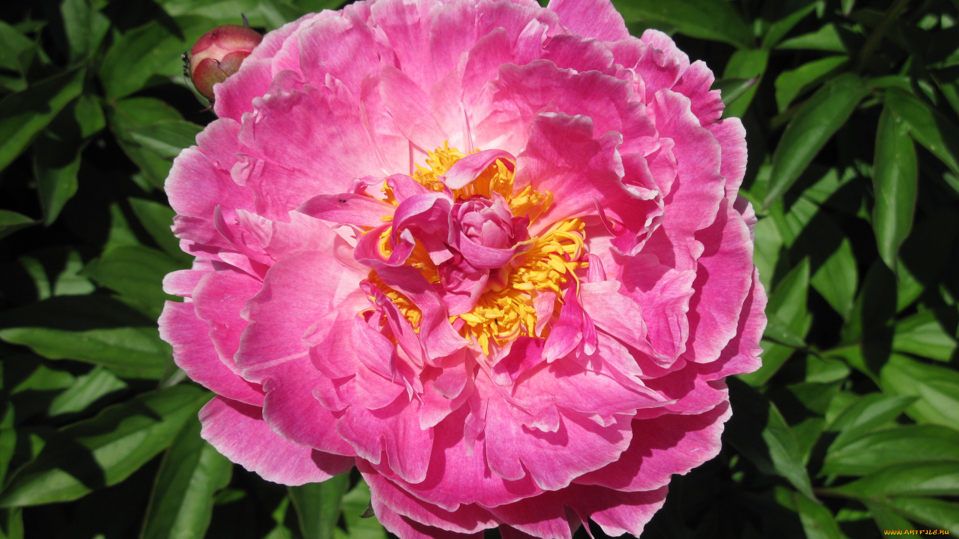 цветы, пионы, розовый