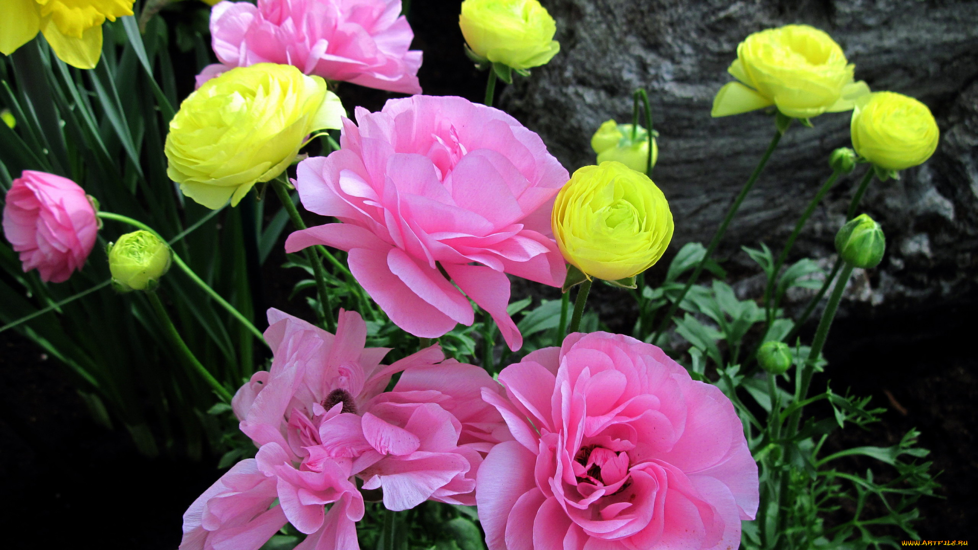 цветы, ранункулюс, , азиатский, лютик, розовый