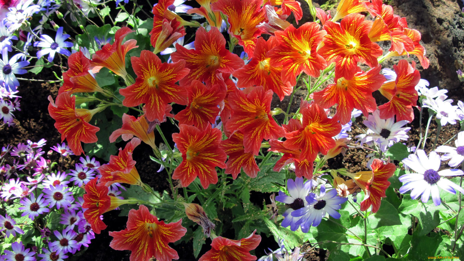 цветы, разные, вместе, сальпиглоссис