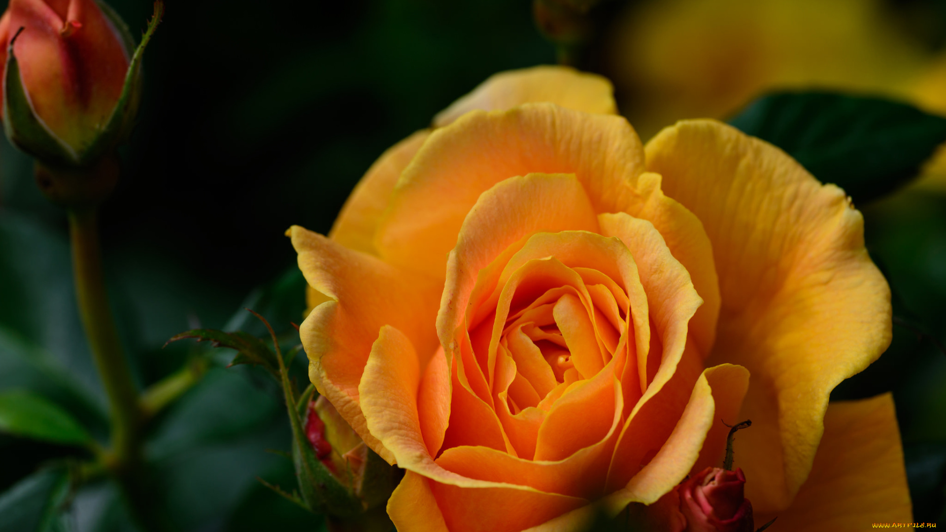 цветы, розы, макро, роза, бутоны, жёлтая