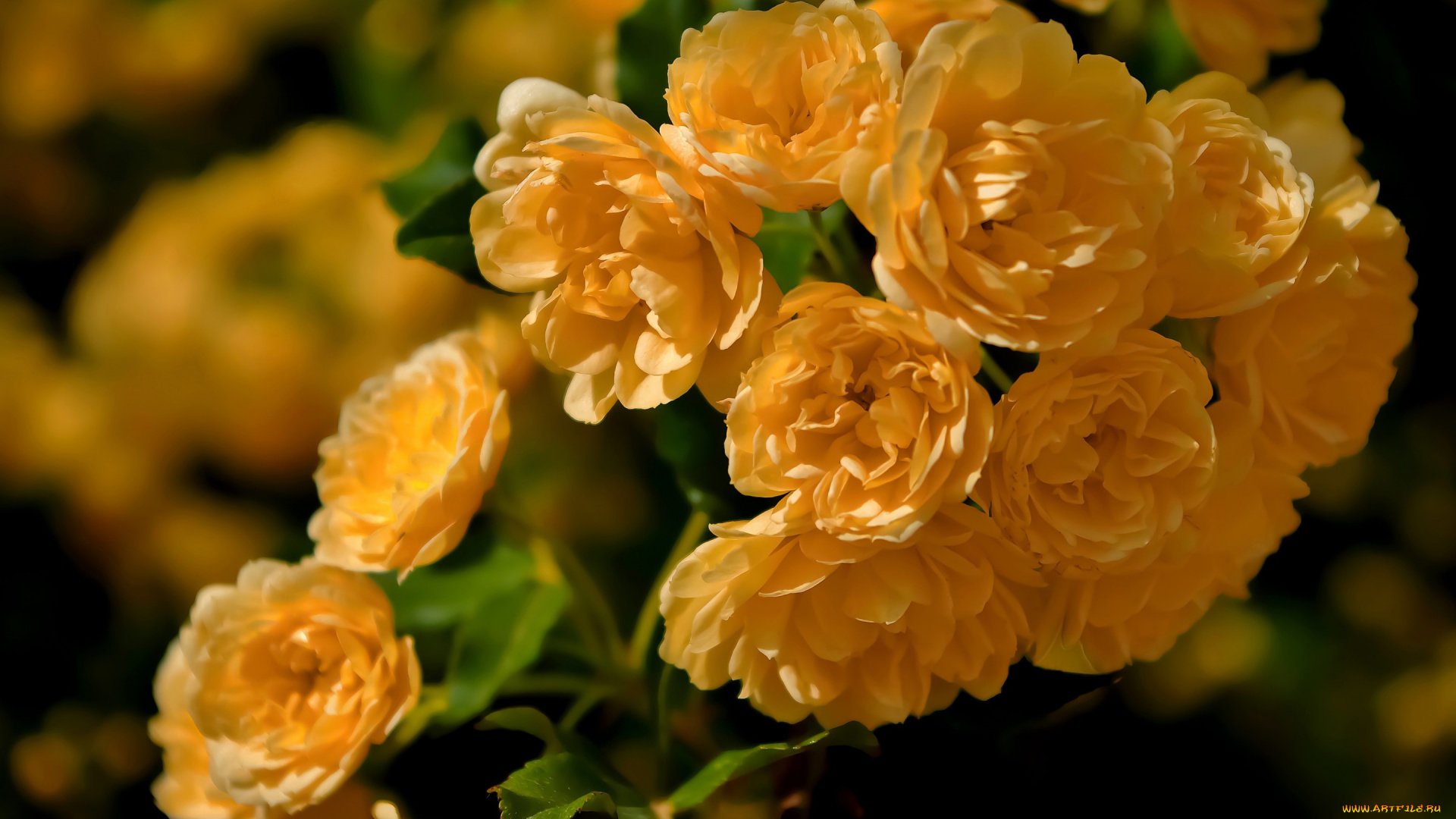 цветы, розы, макро, шиповник, роза, бэнкс