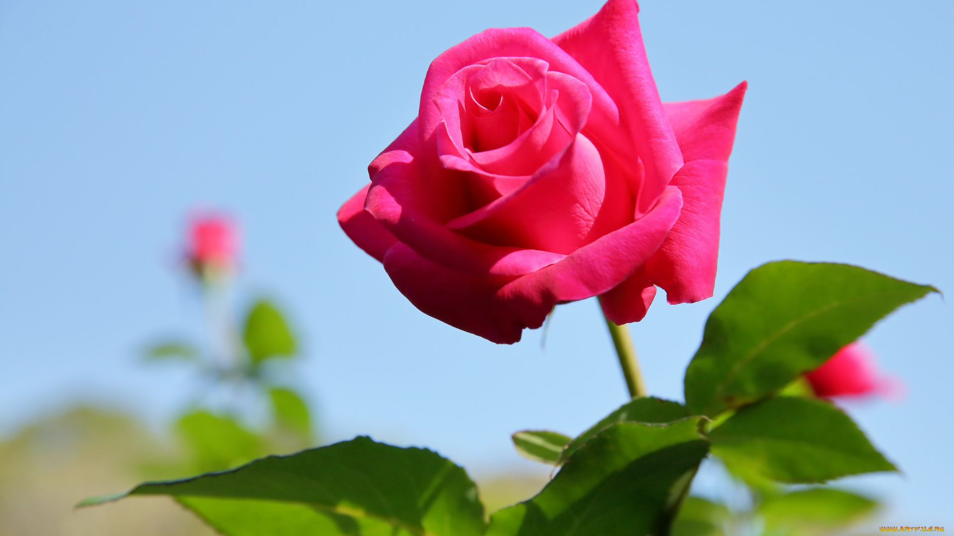 цветы, розы, роза, бутон, небо