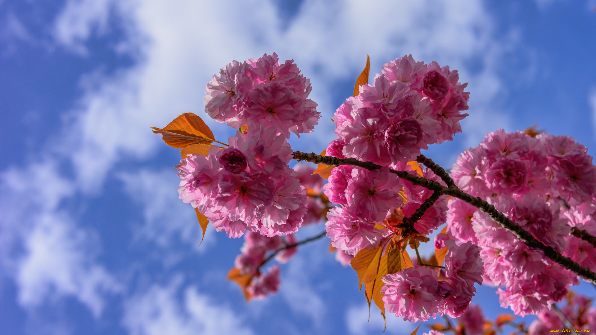 цветы, сакура, , вишня, небо, цветки, цветение, ветка, вишня
