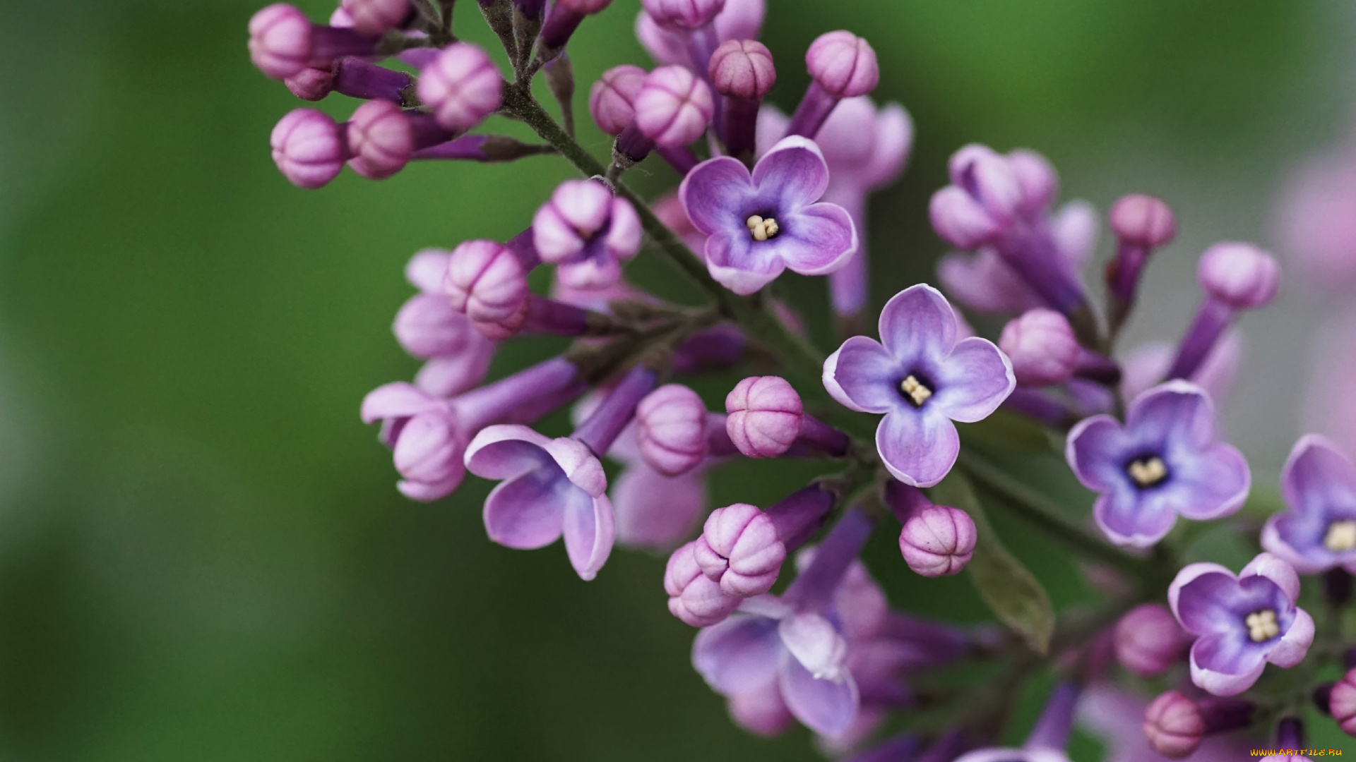 цветы, сирень, макро, соцветие