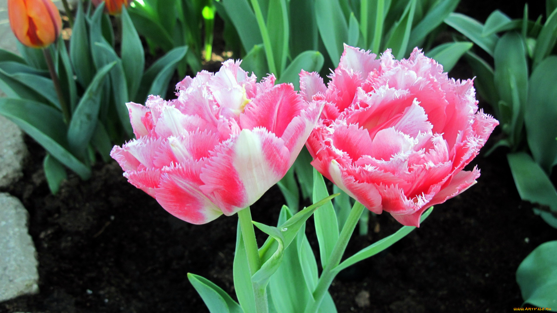 цветы, тюльпаны, дуэт