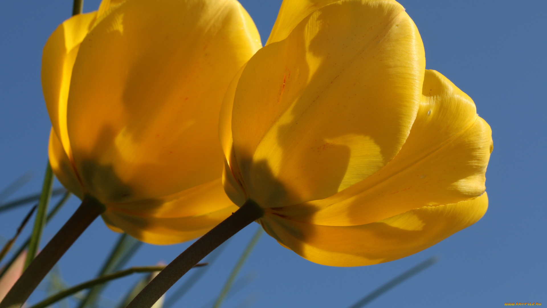 цветы, тюльпаны, дуэт, бутоны, макро, жёлтые