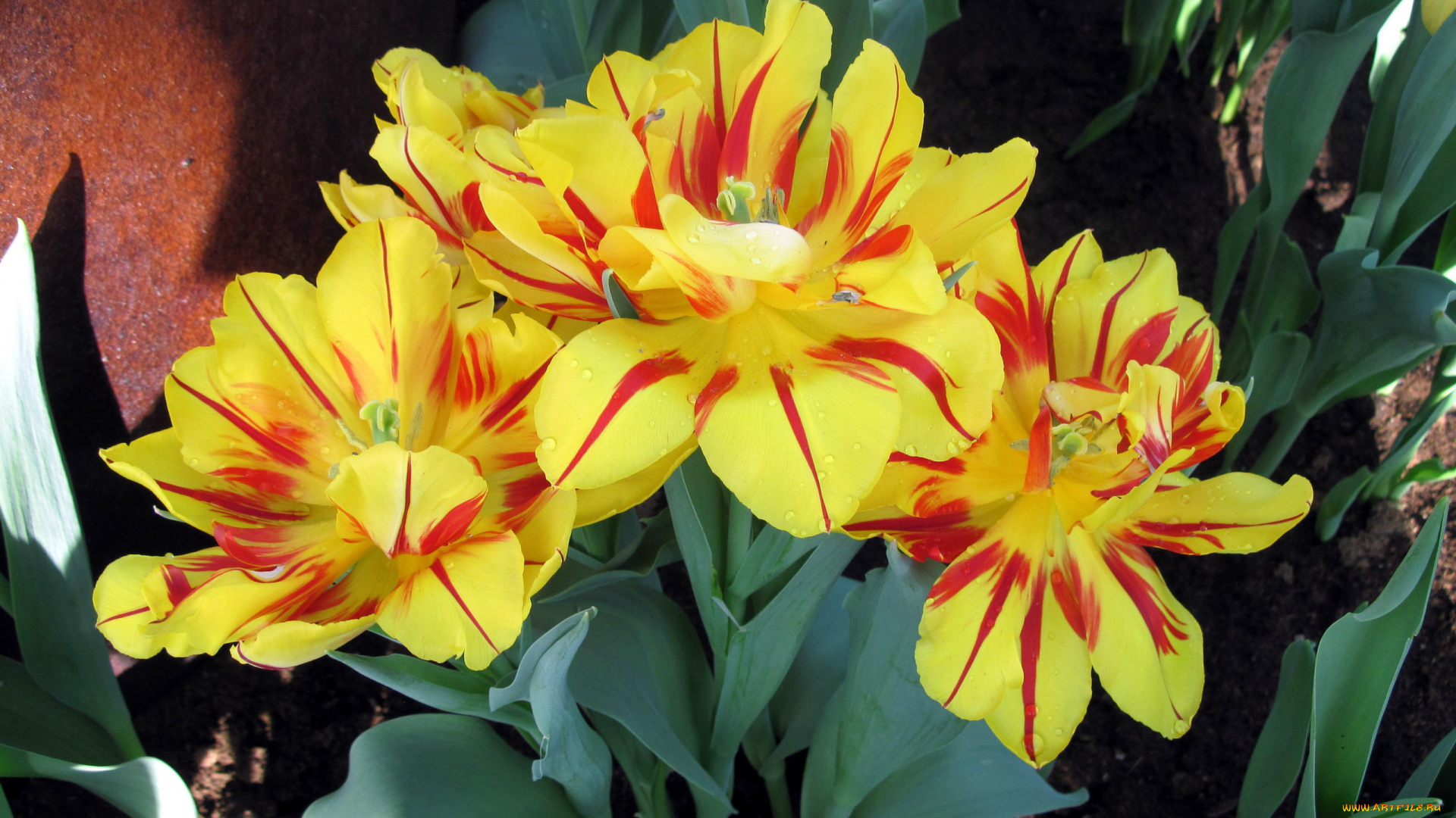 цветы, тюльпаны, пестрые