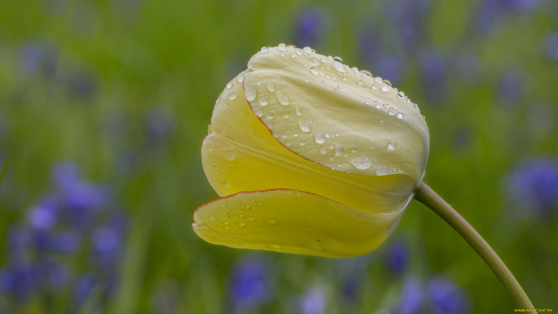 цветы, тюльпаны, тюльпан, бутон, капли, макро, боке
