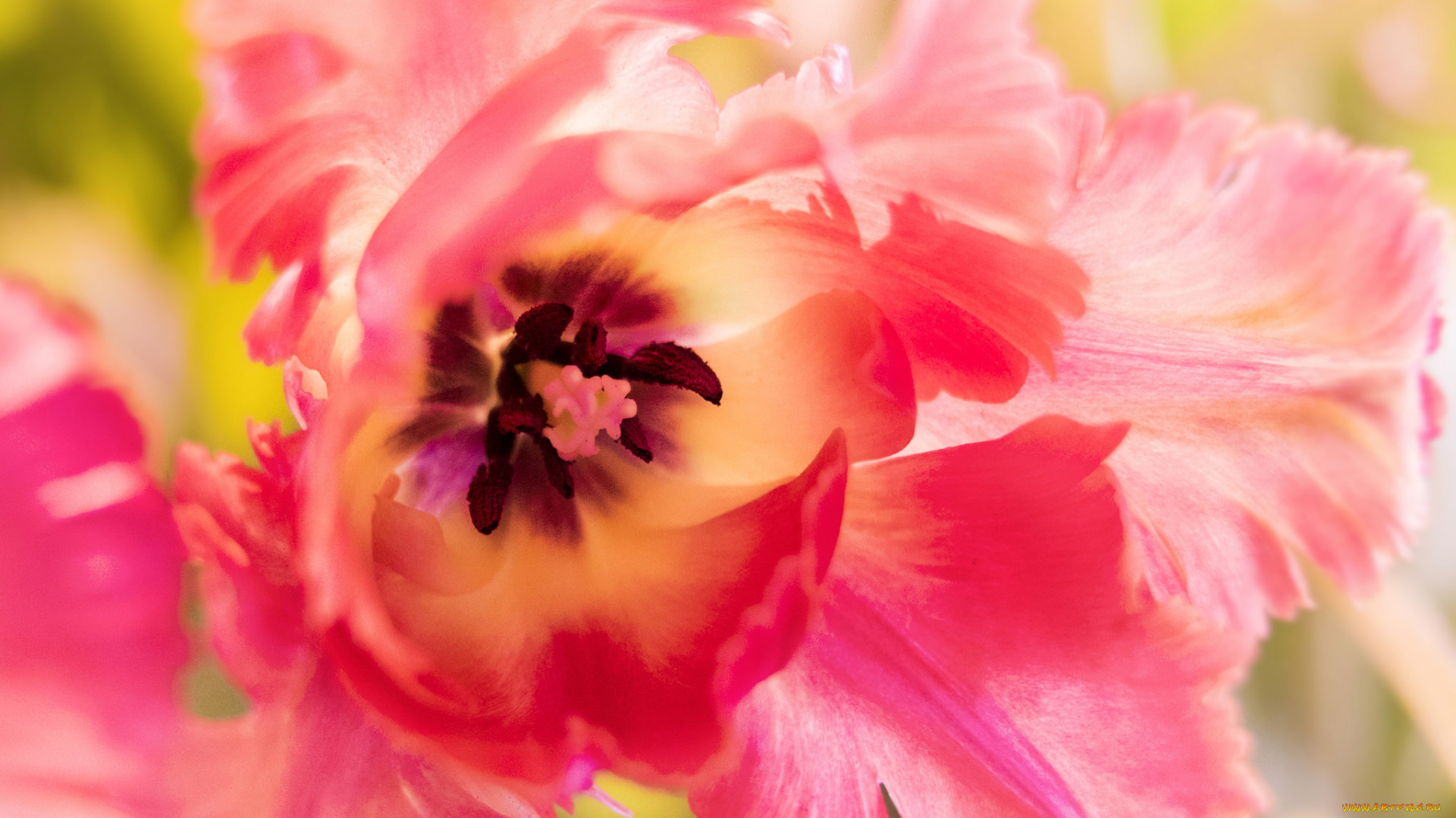 цветы, тюльпаны, тюльпан, лепестки, макро