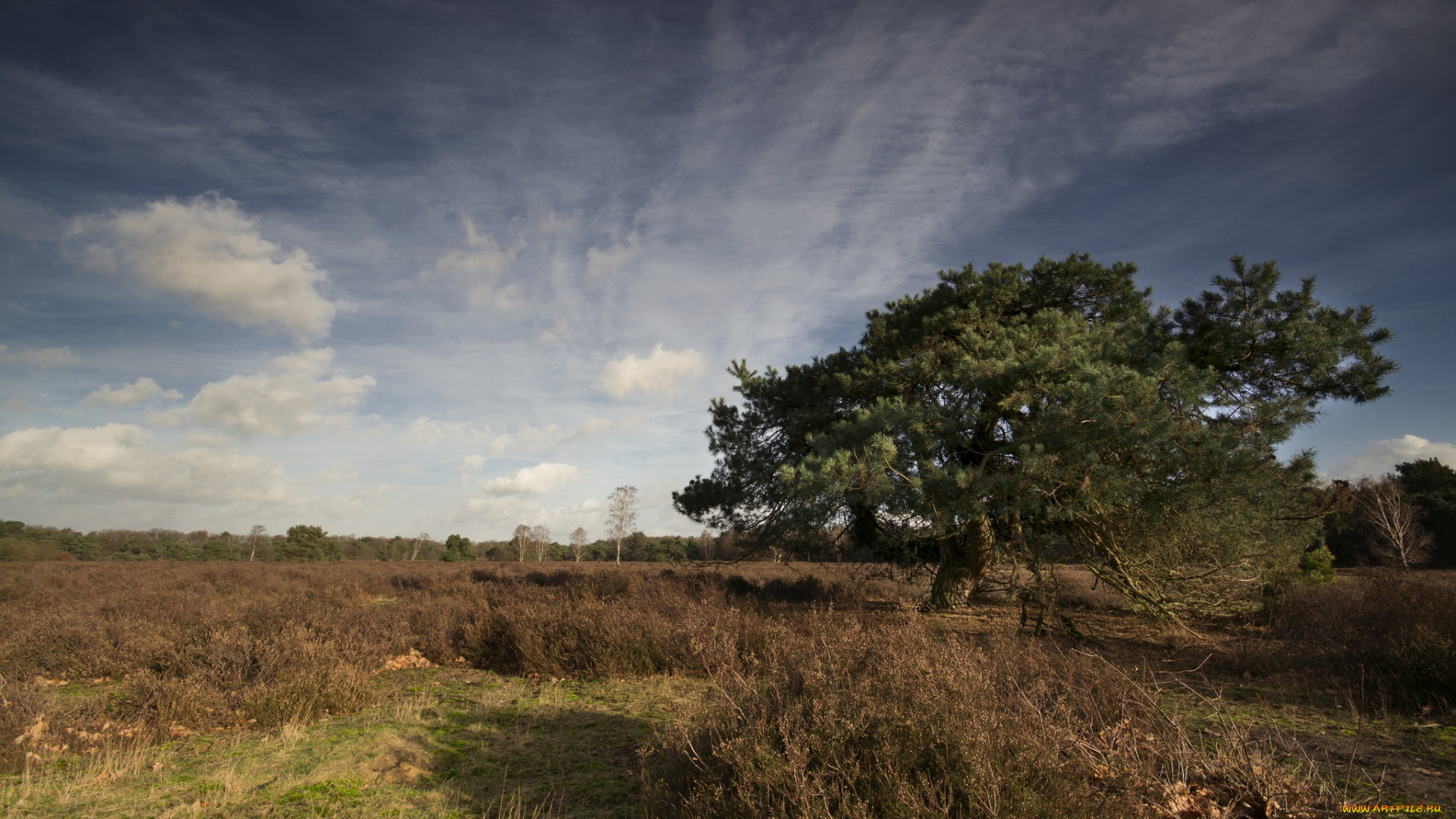 природа, деревья, дерево, поле