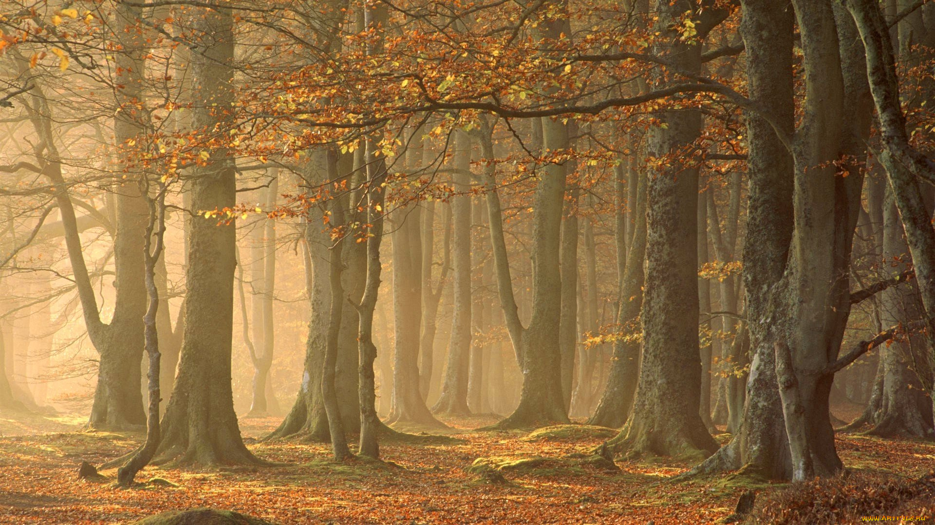 природа, лес, осень, туман