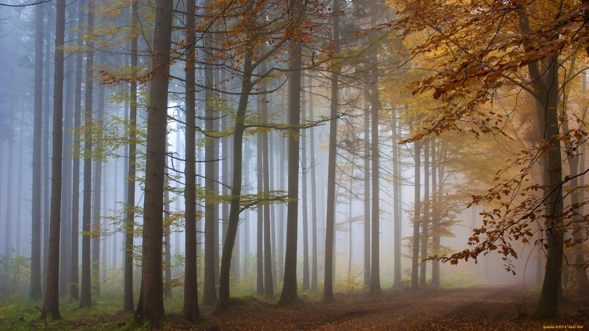 природа, лес, осень, туман