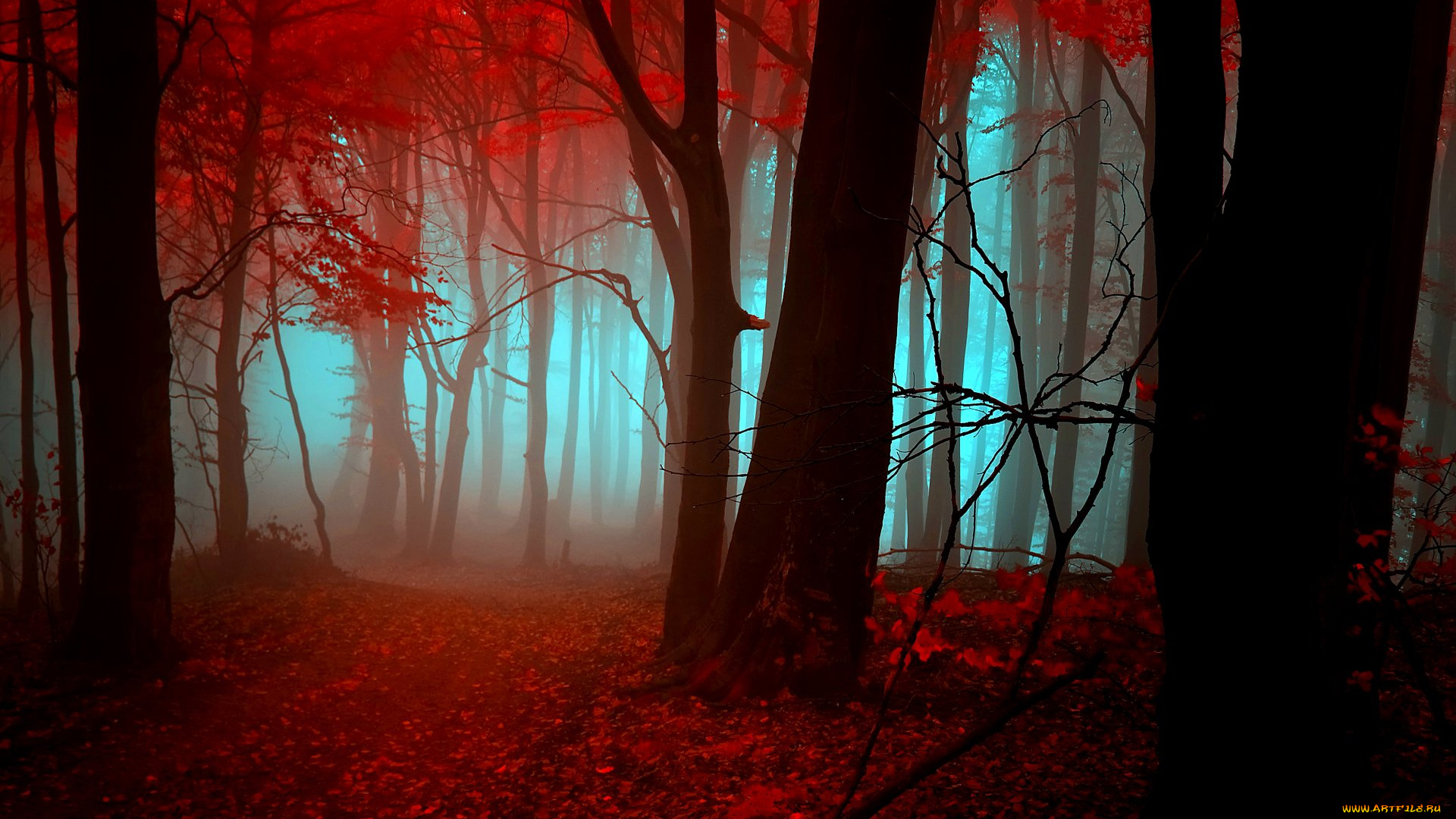 природа, лес, туман, осень