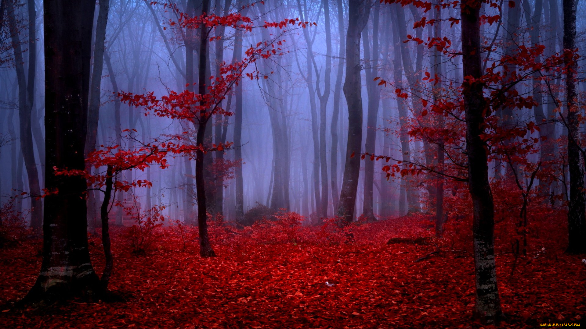 природа, лес, туман, осень