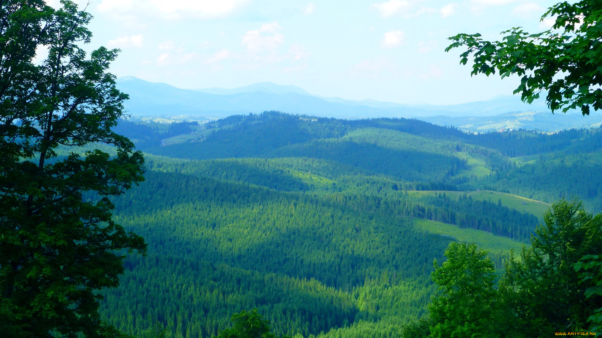 природа, пейзажи, лес, облака
