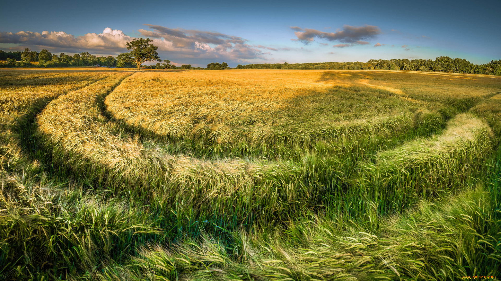 природа, поля, простор, колосья