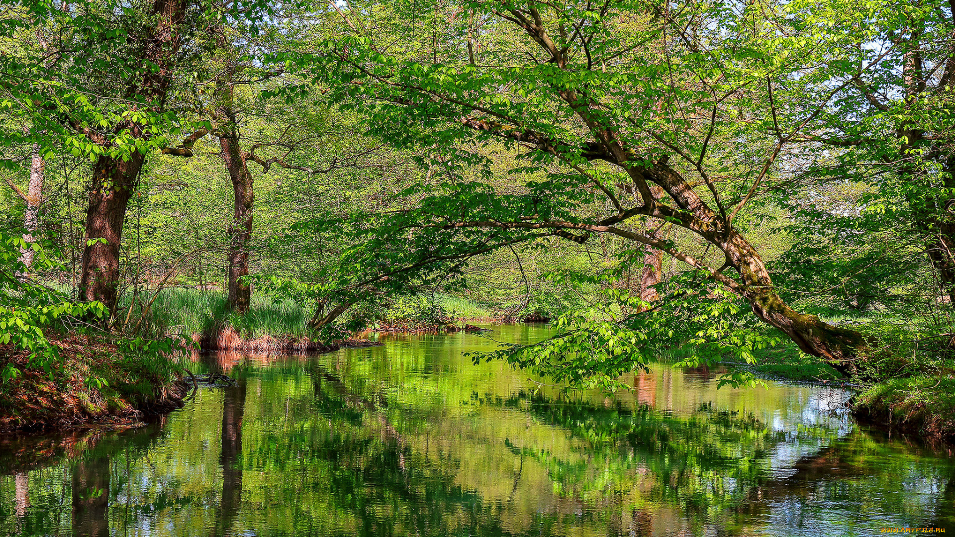 природа, реки, озера, лес, река