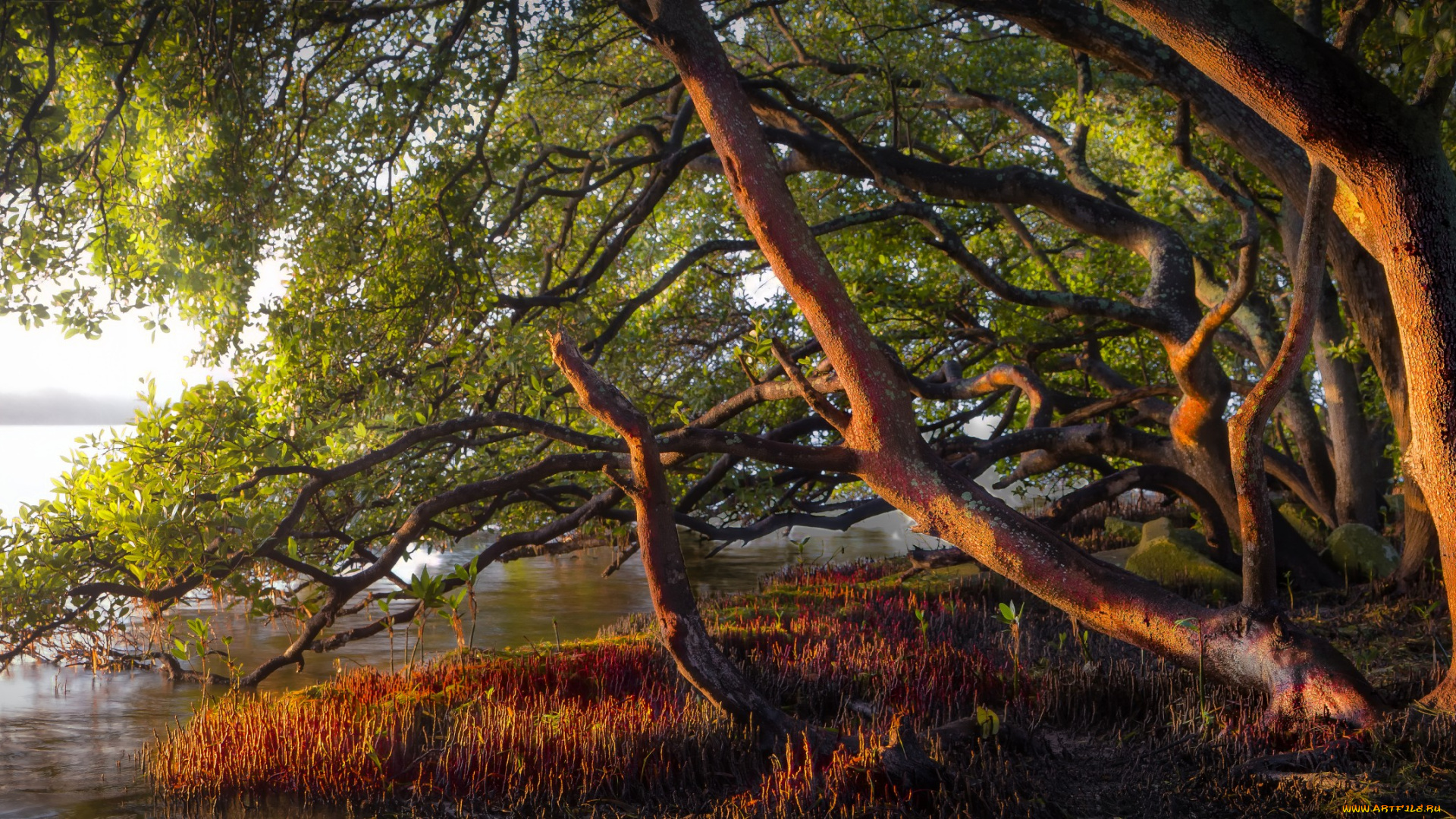 природа, реки, озера, река, лес