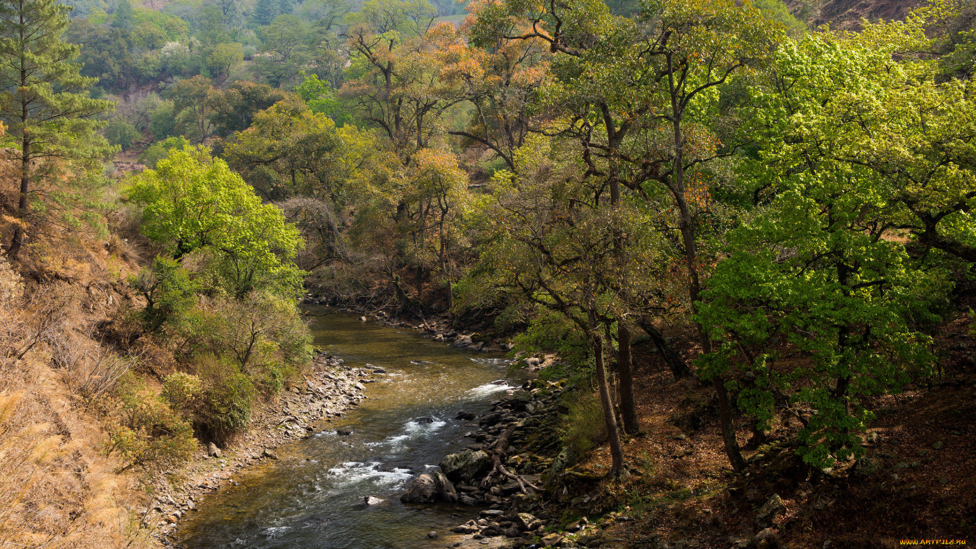 природа, реки, озера, река, лес