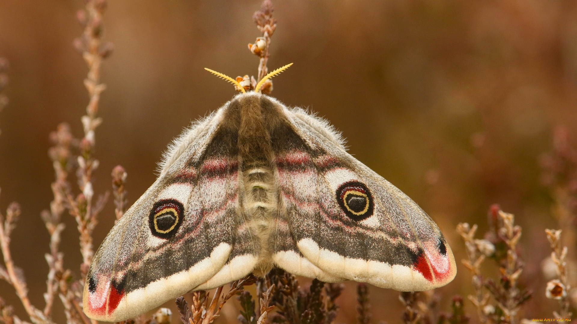 животные, бабочки, , мотыльки, , моли, павлиноглазка, бабочка, макро