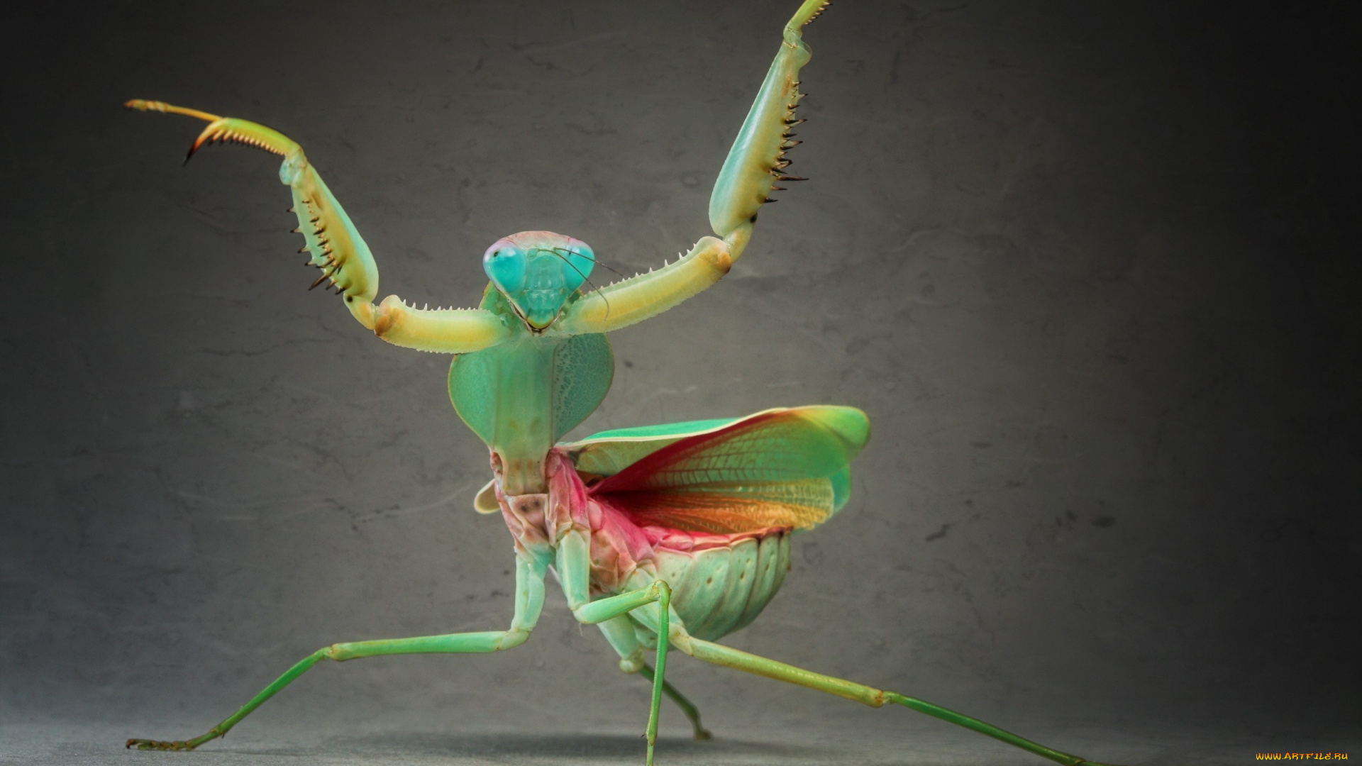 животные, богомолы, поза, богомол