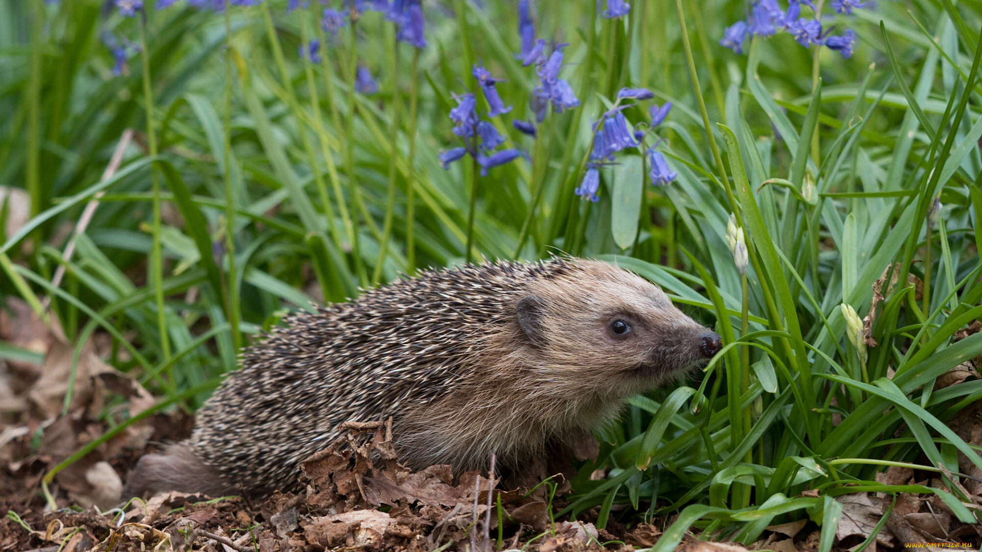животные, ежи, колокольчики, цветы, ёж, ёжик