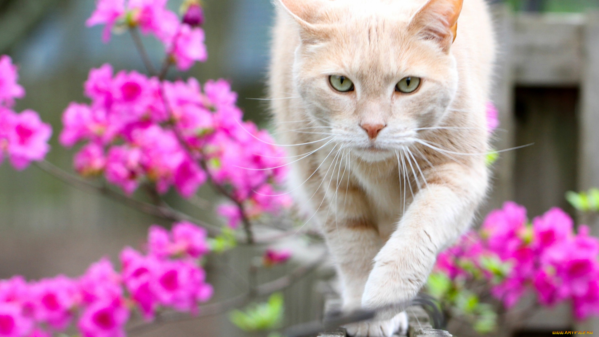 животные, коты, кот, цветы, боке, взгляд