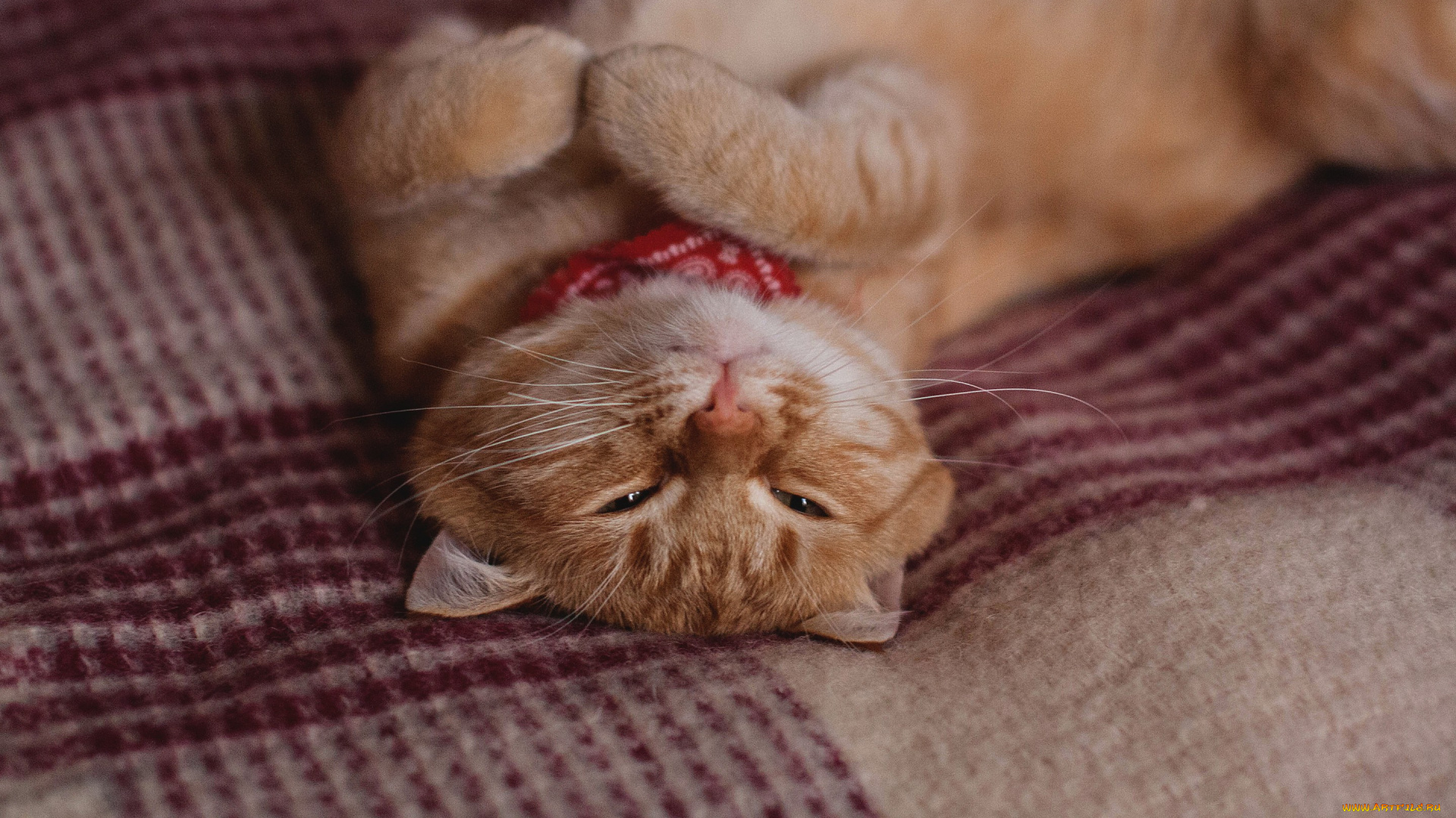 животные, коты, лежит, рыжая, кошка