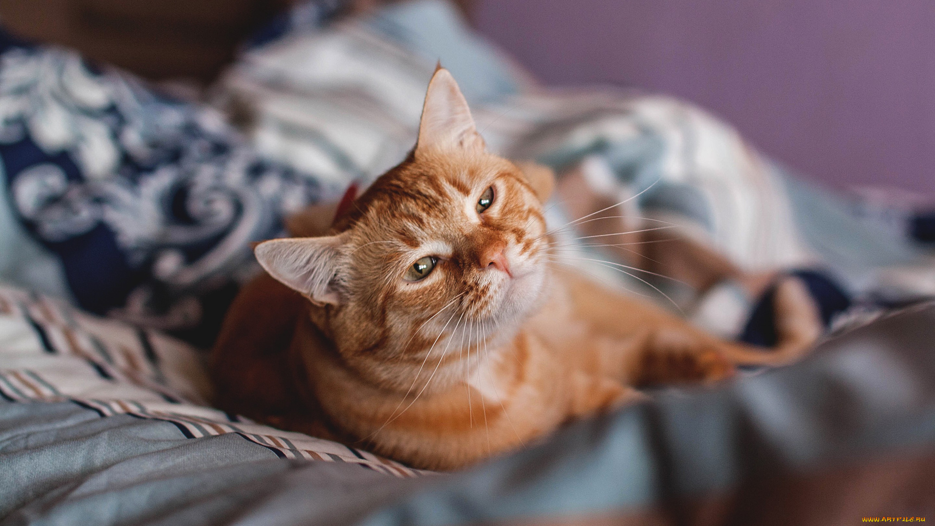 животные, коты, постель, лежит, рыжая, кошка