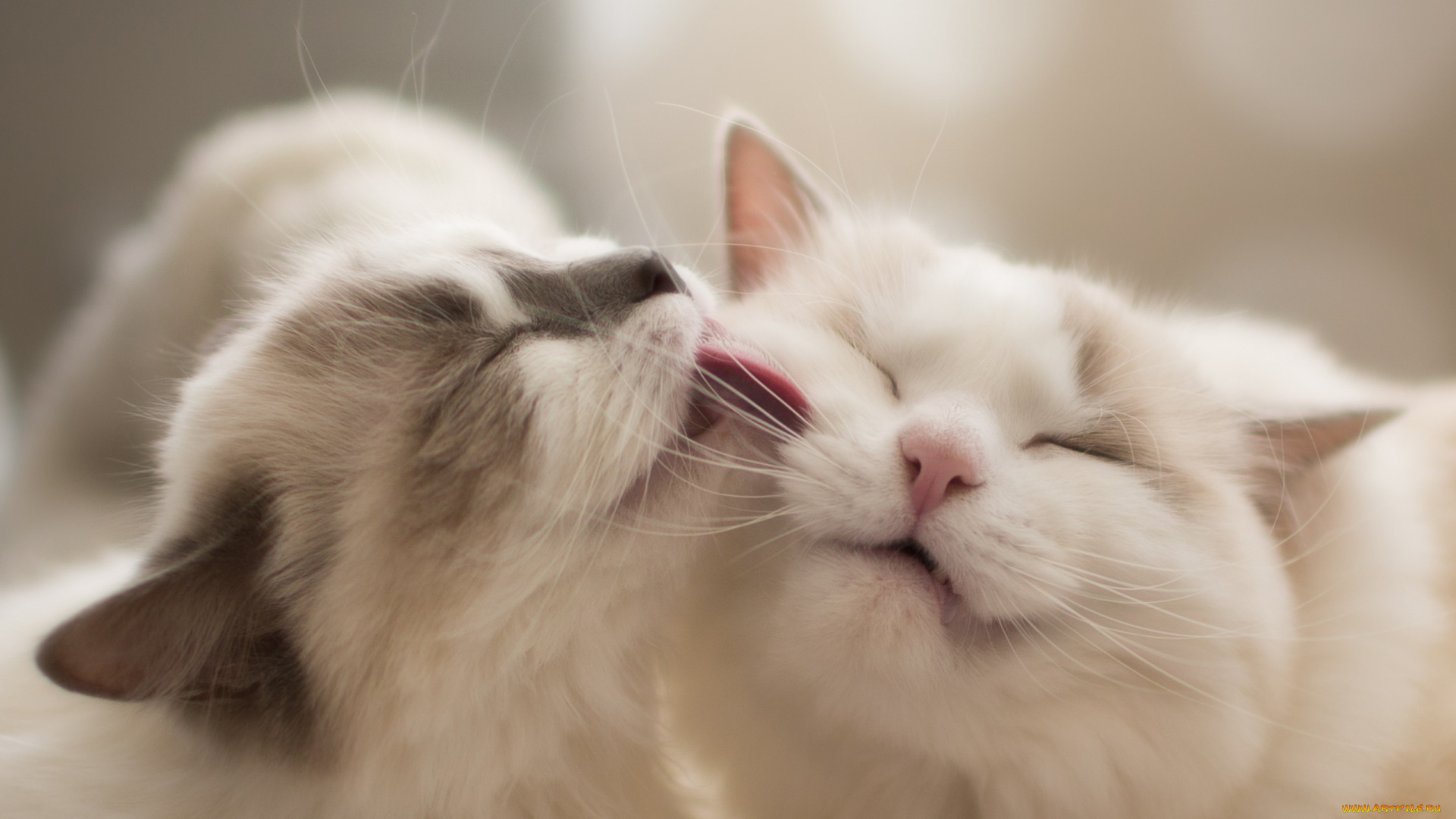 животные, коты, рэгдолл, кошки, мордочки